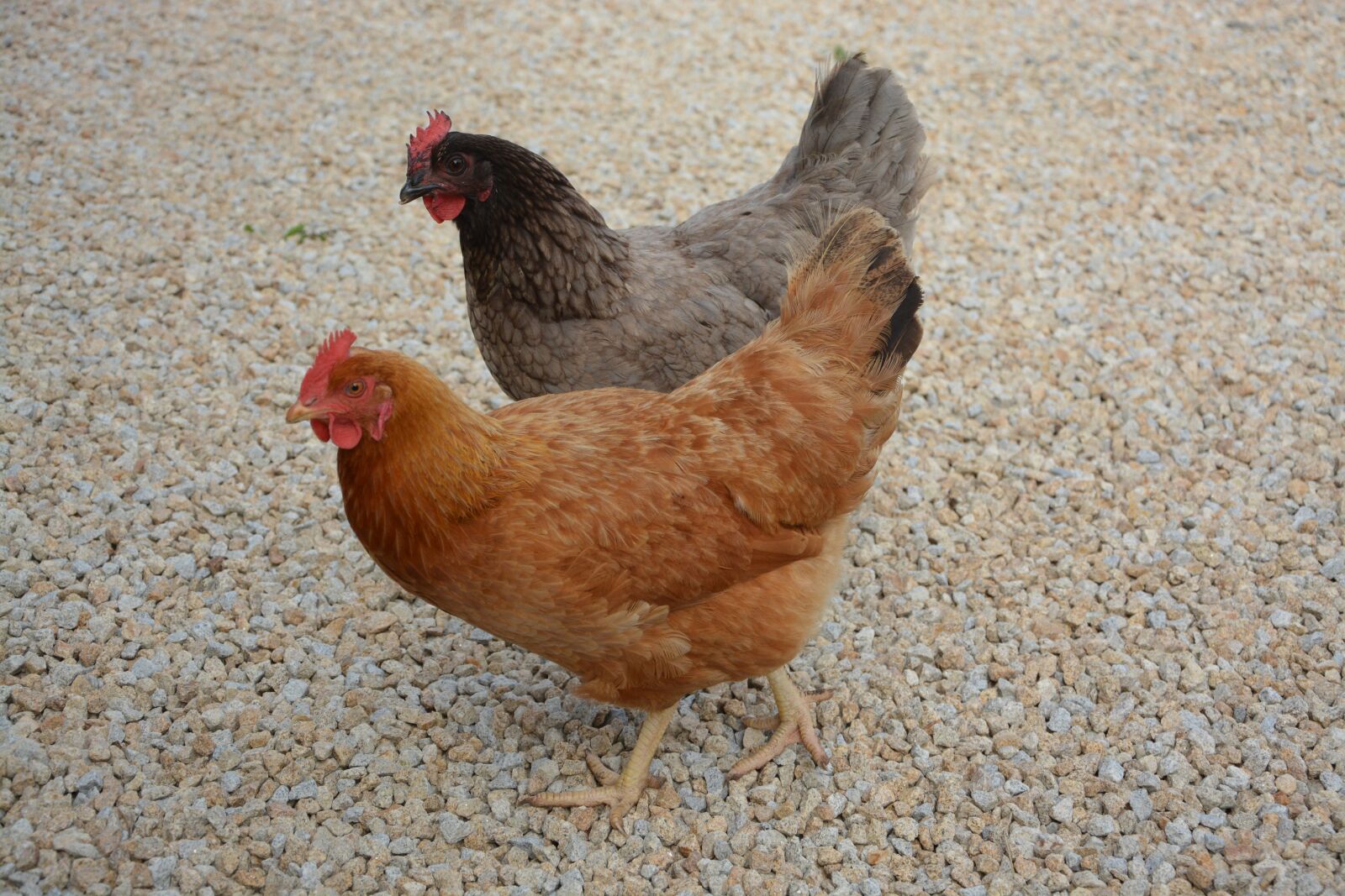 Nikon D5200 sample photo. Hens, hens farm, laying photography