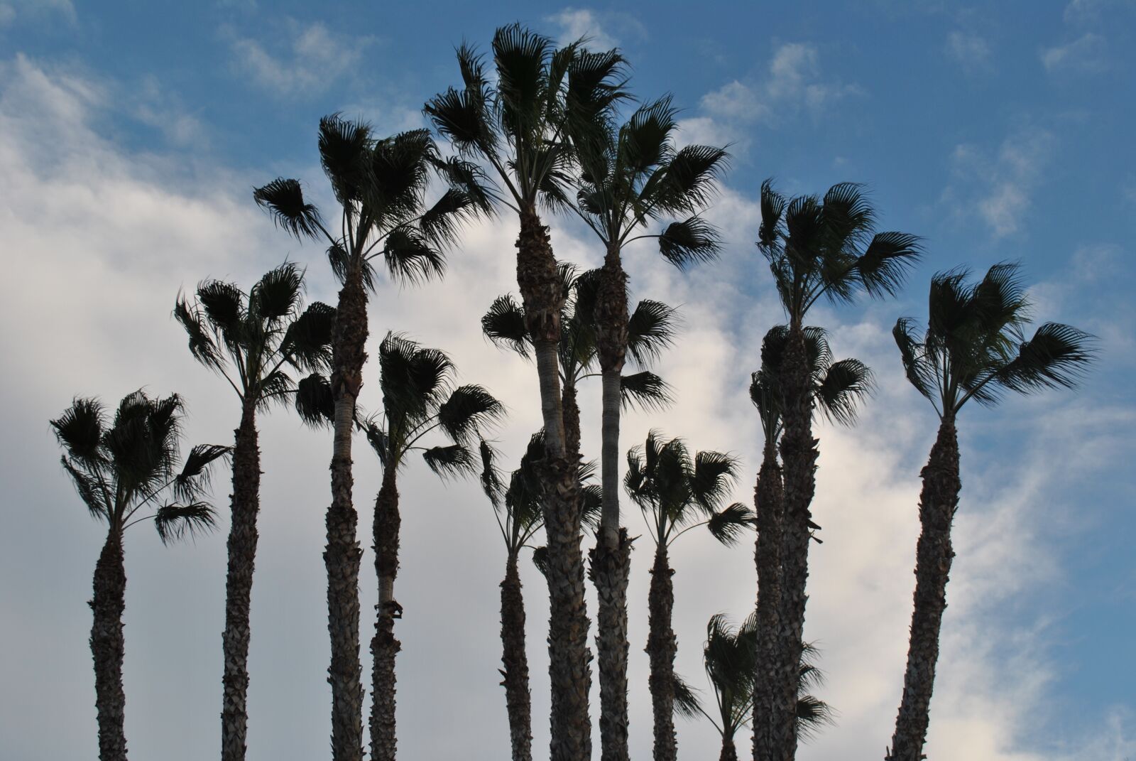 Nikon D3000 sample photo. Palm tree, palm grove photography