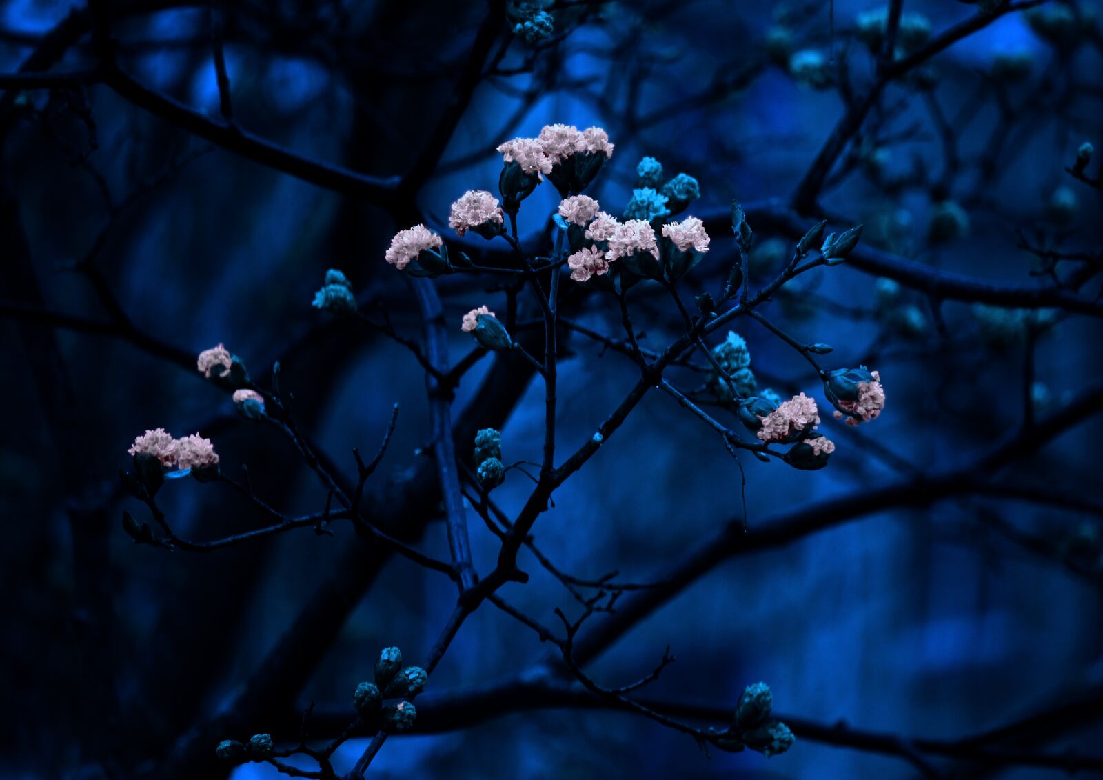 Canon EOS 1200D (EOS Rebel T5 / EOS Kiss X70 / EOS Hi) sample photo. Spring, flowers, art photography
