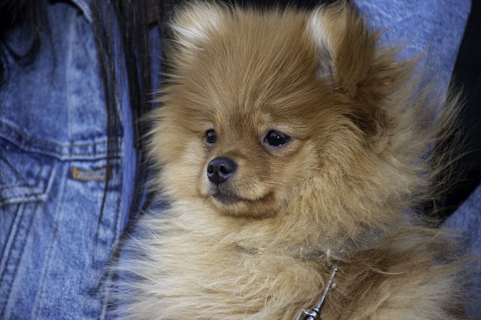 Nikon D5600 sample photo. Dog, small, pet photography