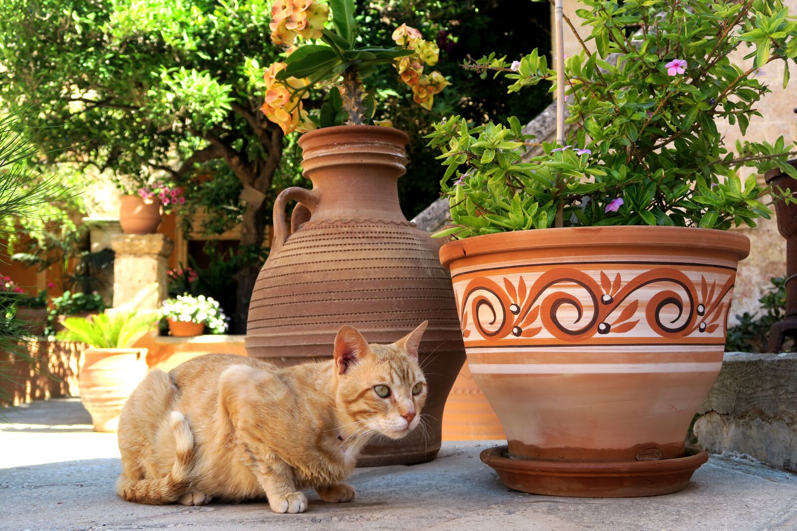 Canon PowerShot G7 X sample photo. Red cat, hunter cat photography