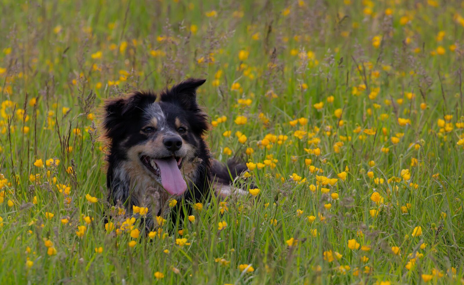 Canon EOS 5D Mark III sample photo. Border collie, wet dog photography