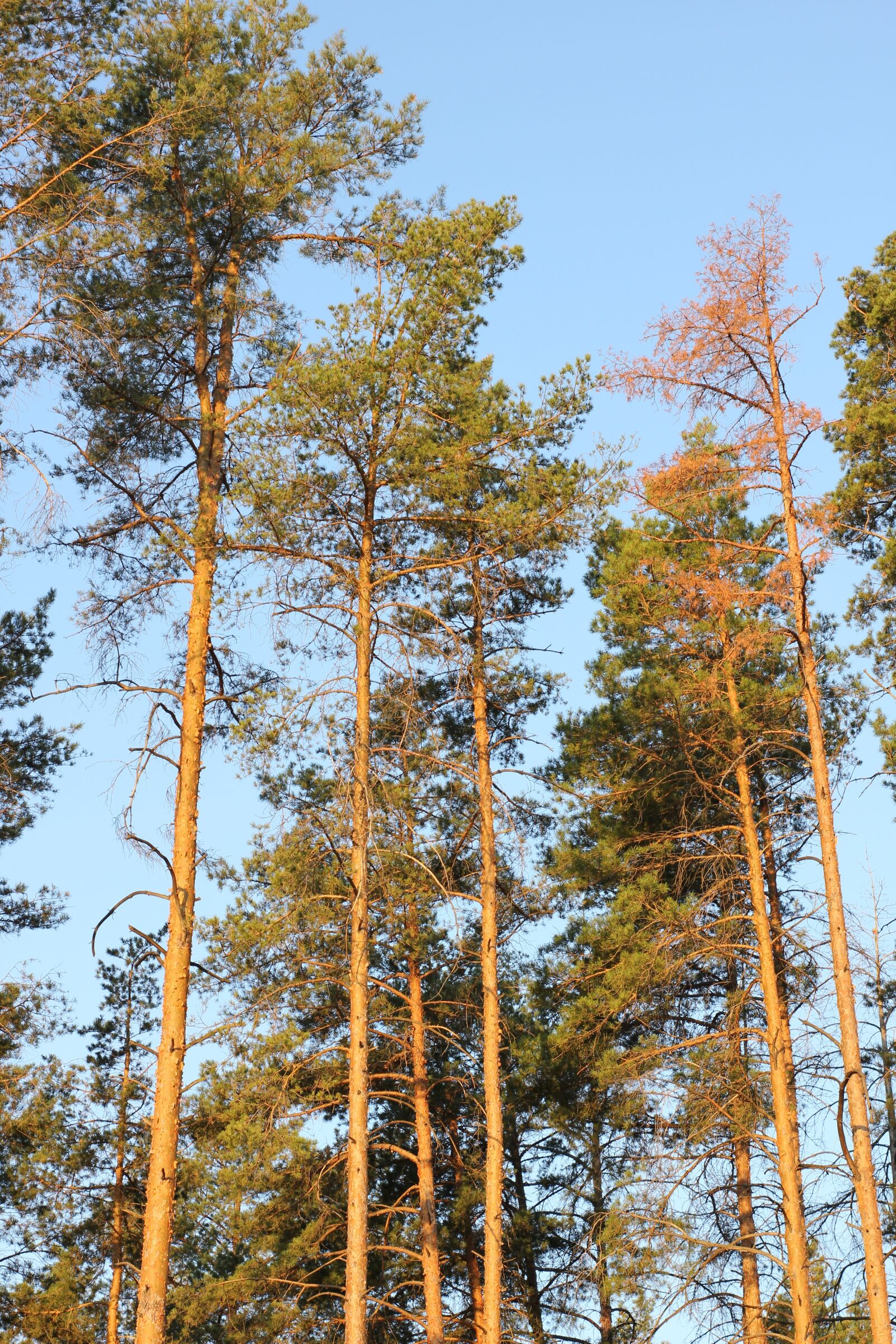 Canon EOS 550D (EOS Rebel T2i / EOS Kiss X4) sample photo. Pine, field, landscape photography