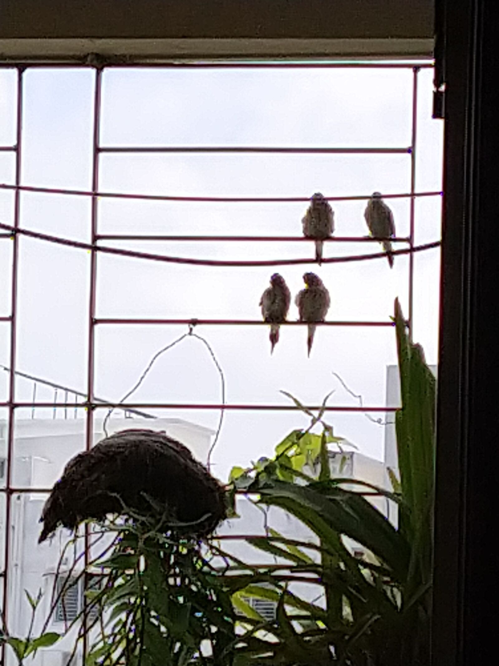 Xiaomi Mi A3 sample photo. Birds at balcony, love photography