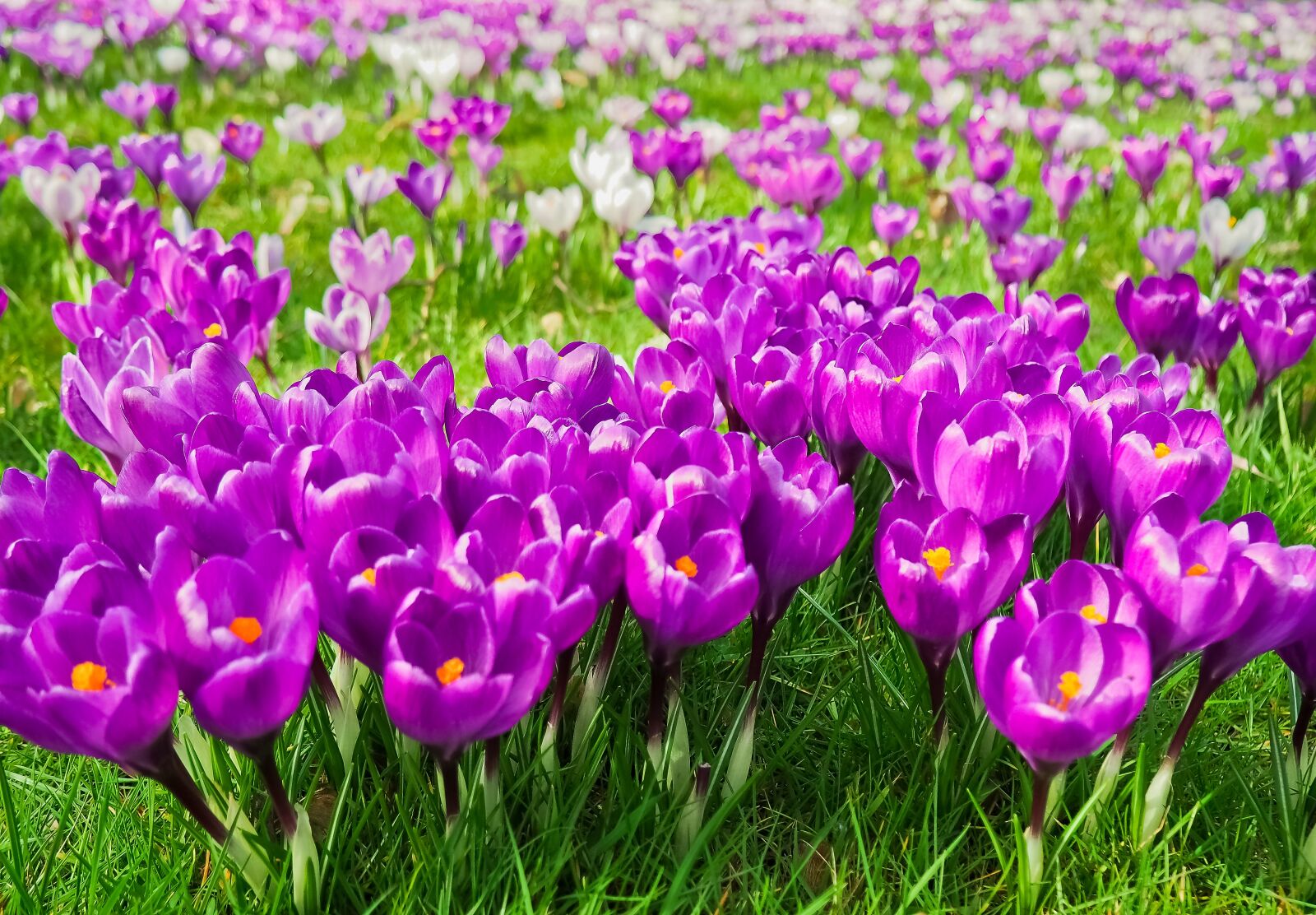 Olympus OM-D E-M10 sample photo. Crocus, flower, spring photography