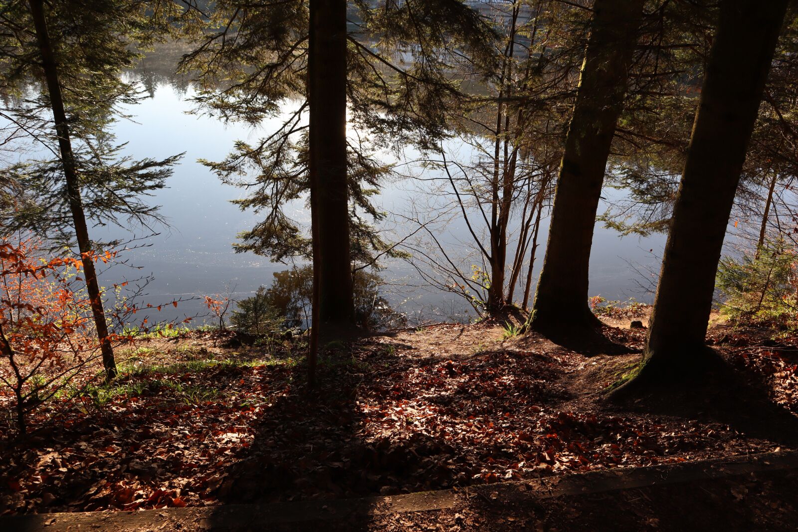 Canon EOS M50 (EOS Kiss M) sample photo. Lake, trees, backlighting photography