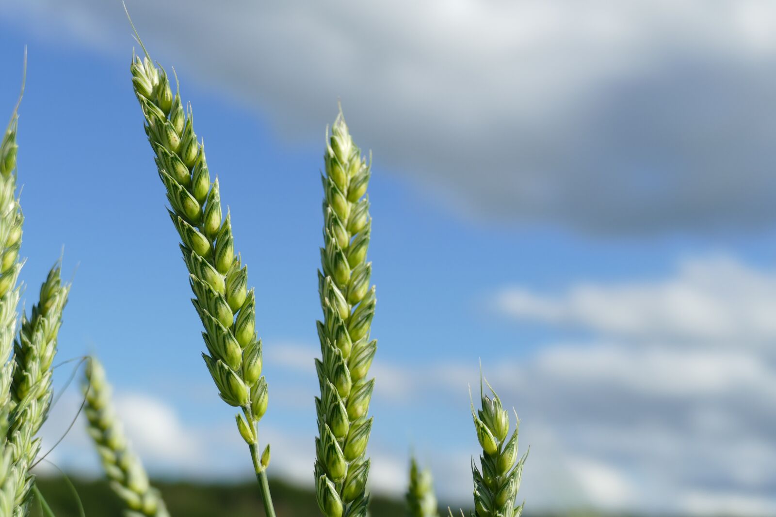 Panasonic Lumix DMC-FZ1000 sample photo. Wheat, cereals, grain photography