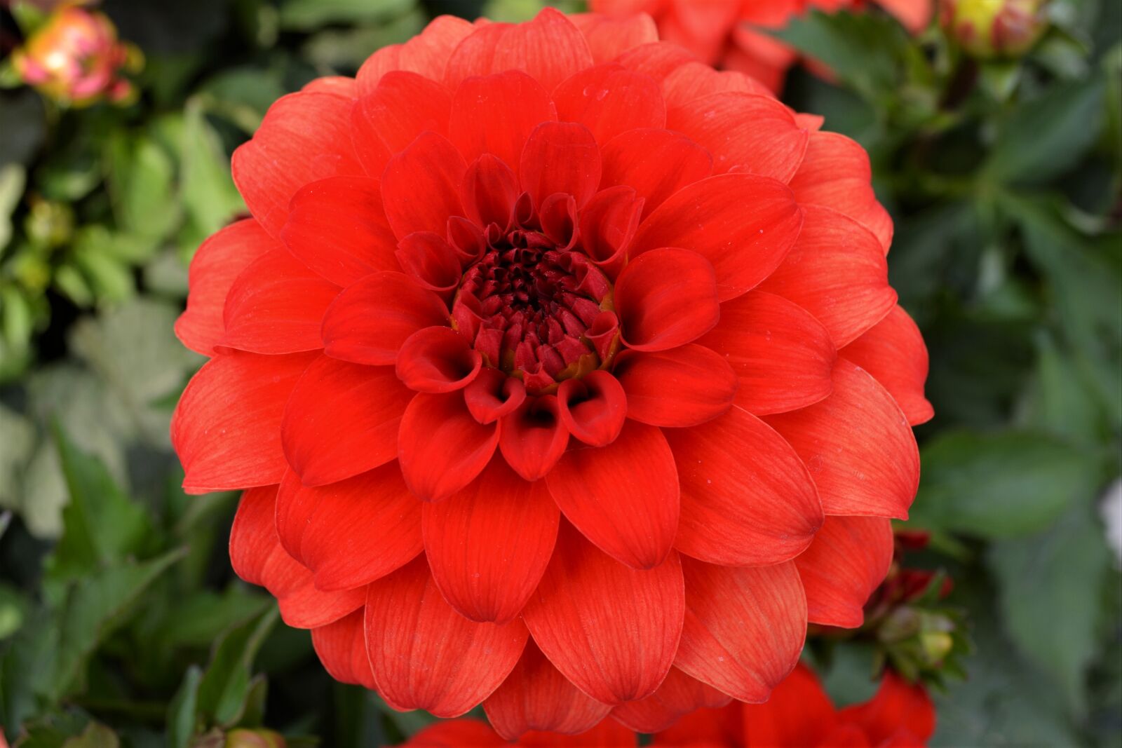 Nikon D5200 sample photo. Red bloomed, red, blossom photography