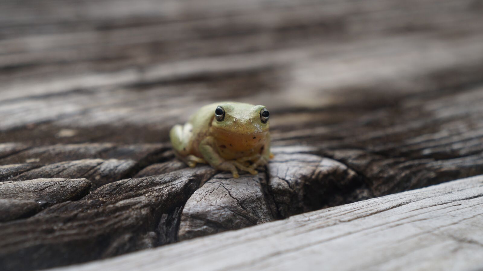 Sony Alpha a3000 + Sony E 18-55mm F3.5-5.6 OSS sample photo. Tree frog, frog, animal photography