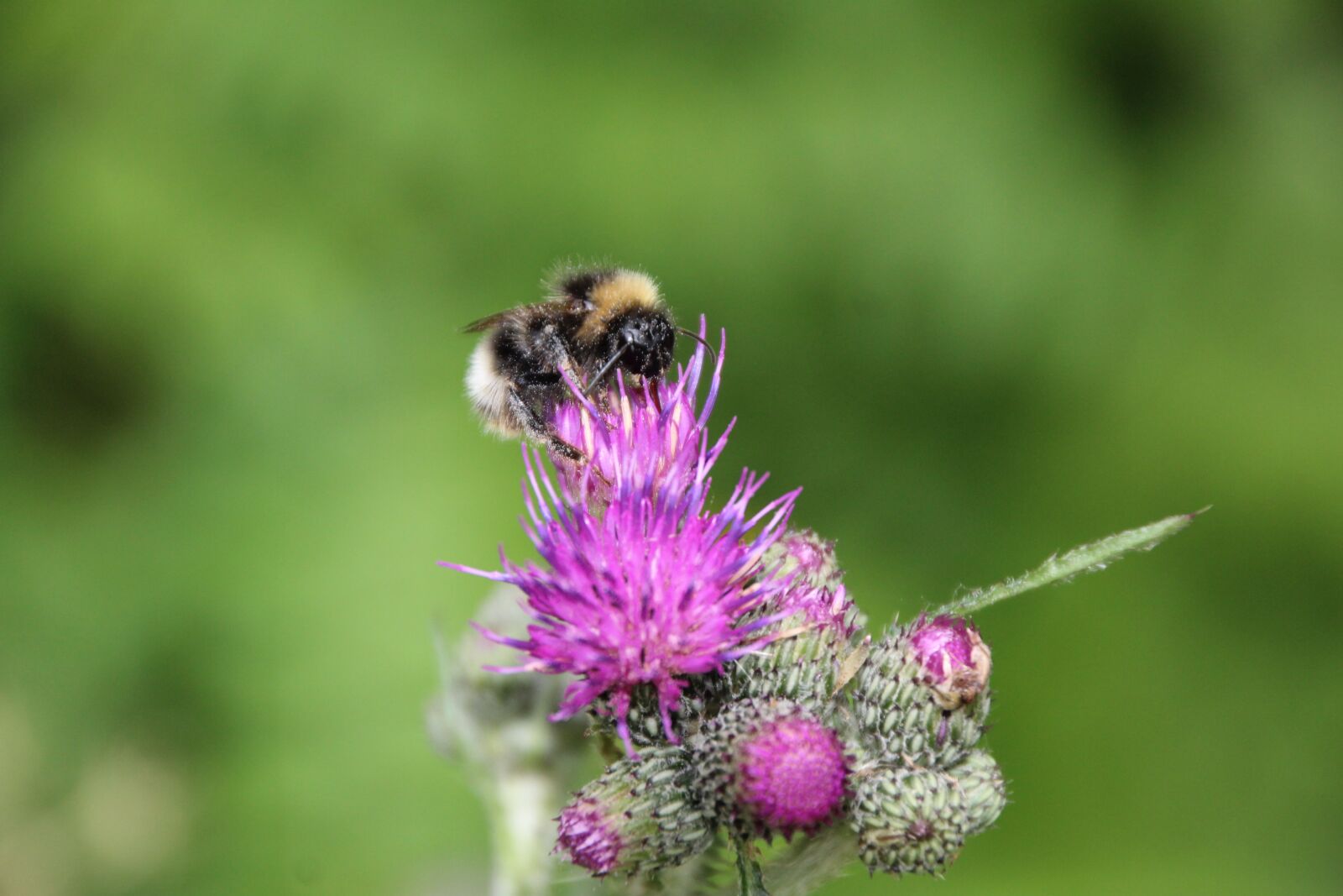 Canon EOS 1200D (EOS Rebel T5 / EOS Kiss X70 / EOS Hi) sample photo. Hummel, thistle, insect photography