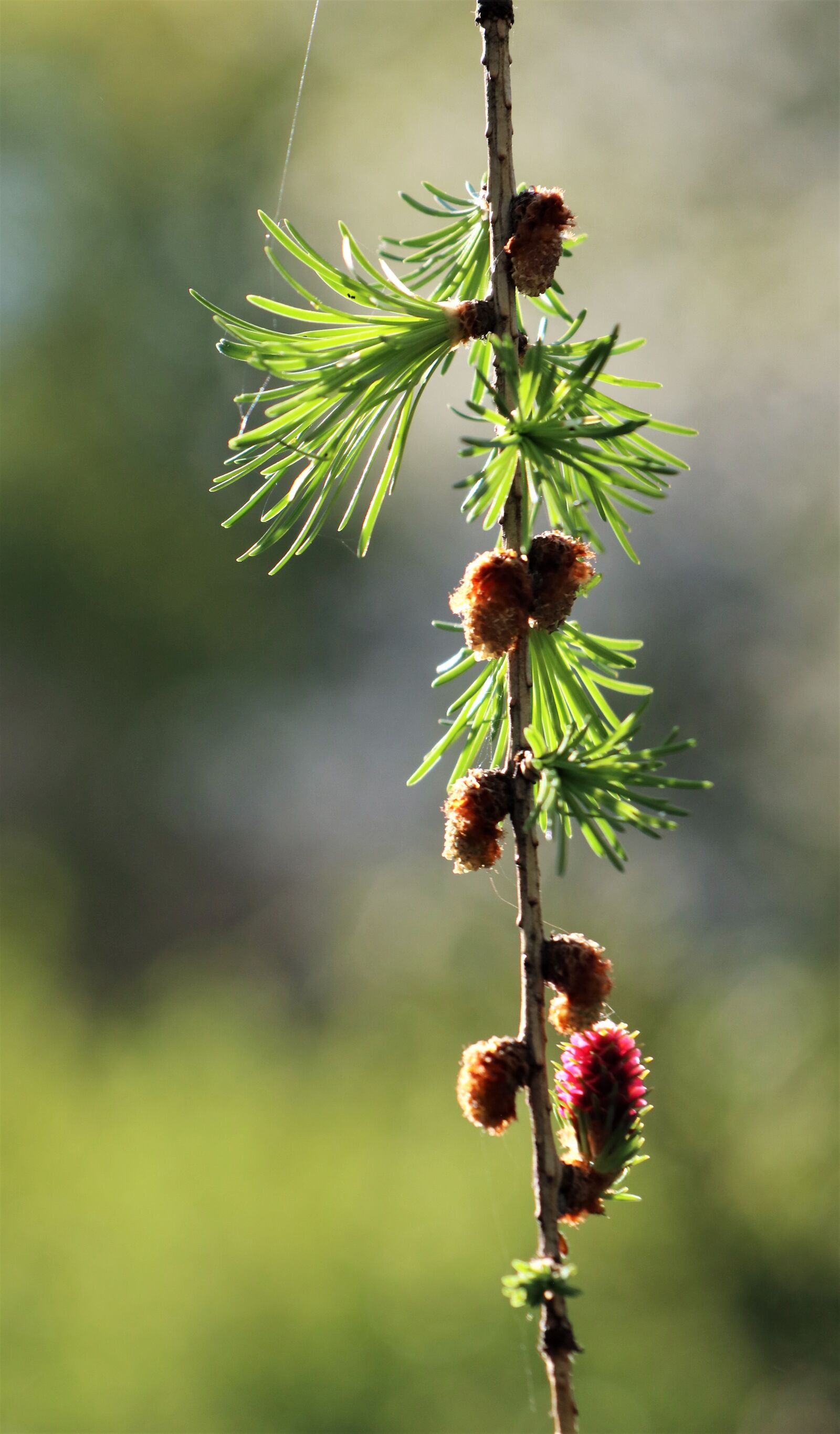 Canon EF-M 18-150mm F3.5-6.3 IS STM sample photo. Sprig, larch, coniferous photography