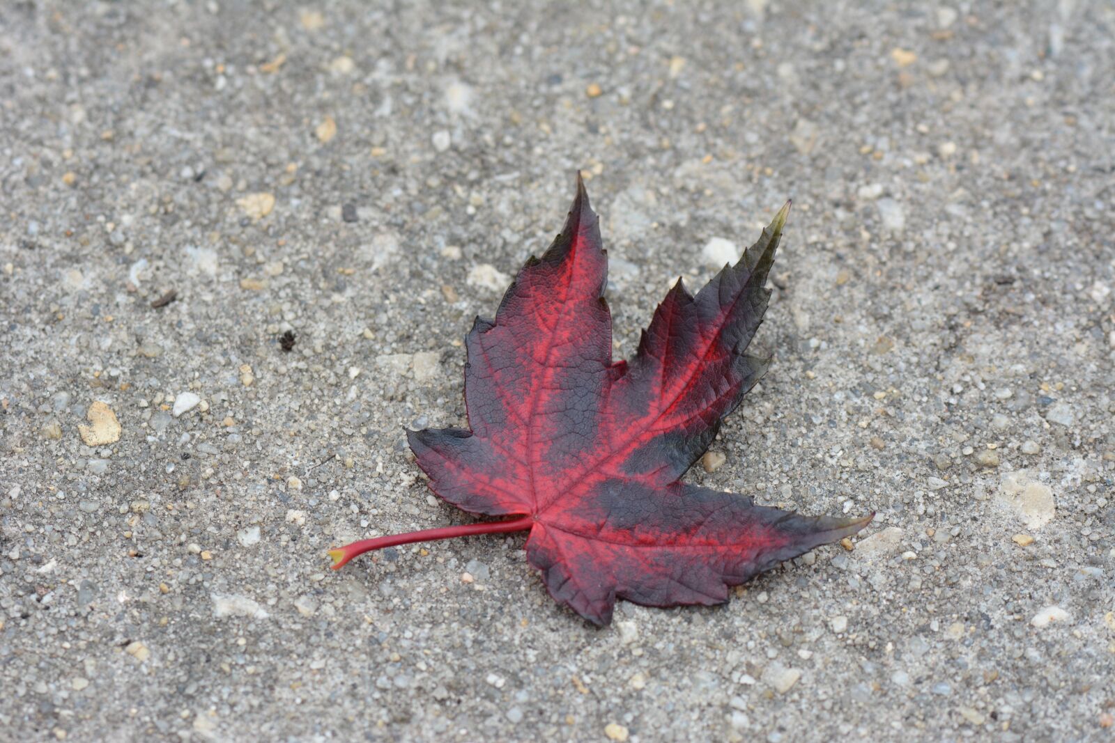 Nikon D7100 sample photo. Leaf, red, concrete photography