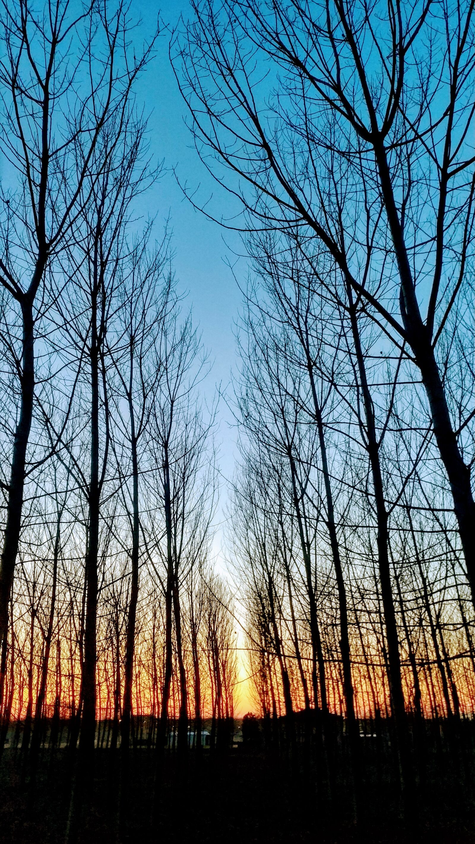 Xiaomi Mi MIX 2 sample photo. Sunset, nature, trees photography