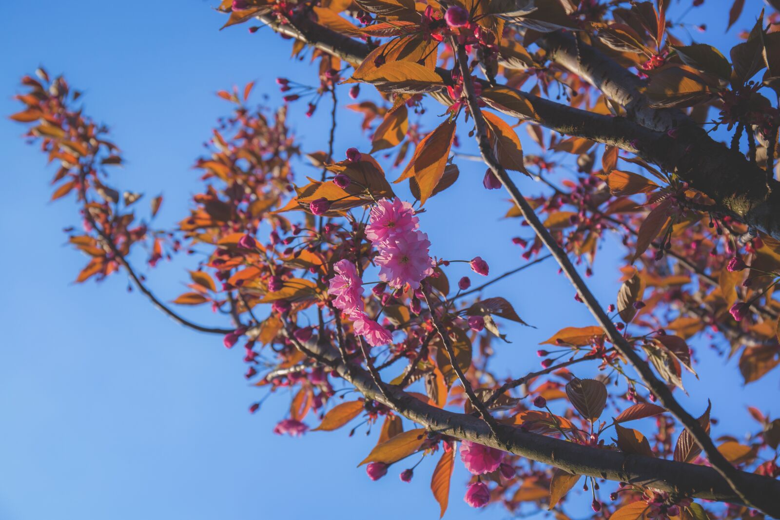Canon EF 24-70mm F4L IS USM sample photo. Nature, bloom, blooming photography