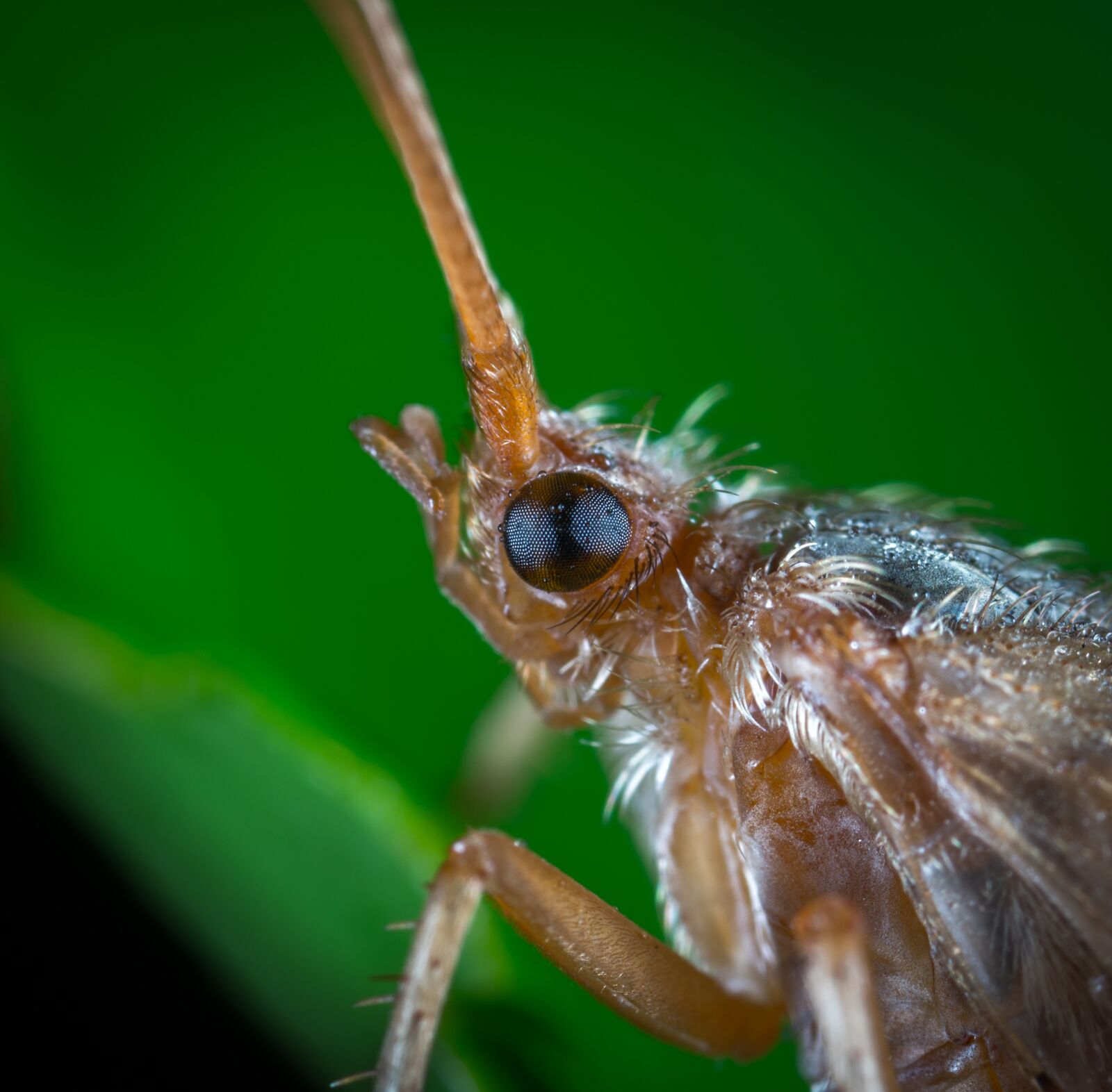 #124 65/2.8 sample photo. Insect, animals, bespozvonochnoe photography