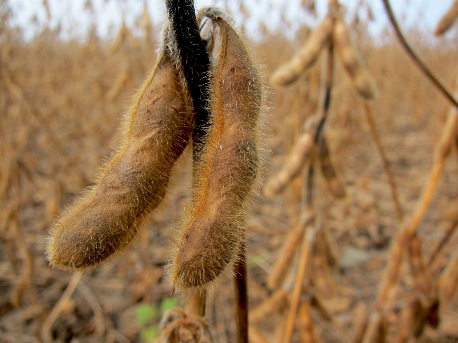 Canon PowerShot S95 sample photo. Soybeans, farm, agriculture photography