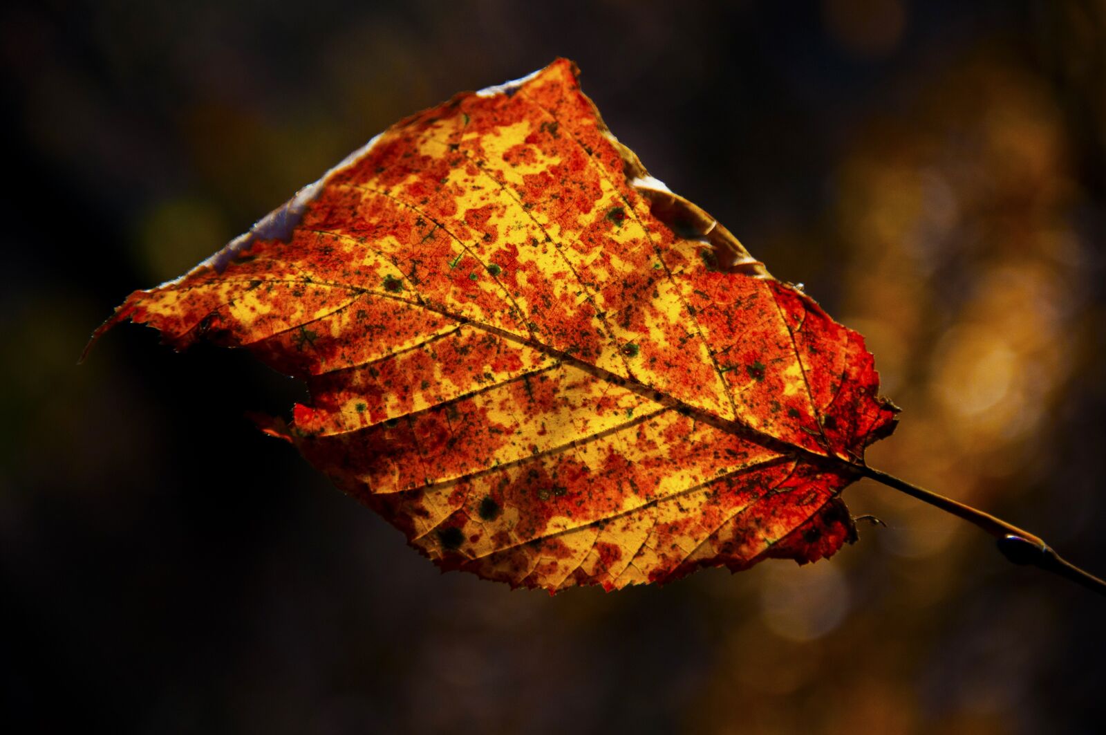 Nikon D90 sample photo. Autumn, leaf, forest photography