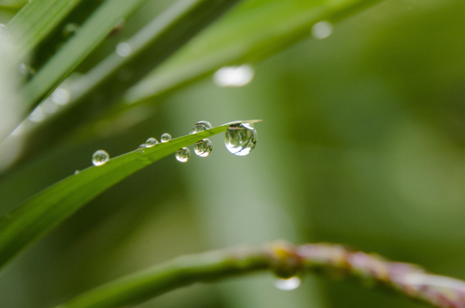 Nikon D5100 sample photo. Drops, drop, nature photography