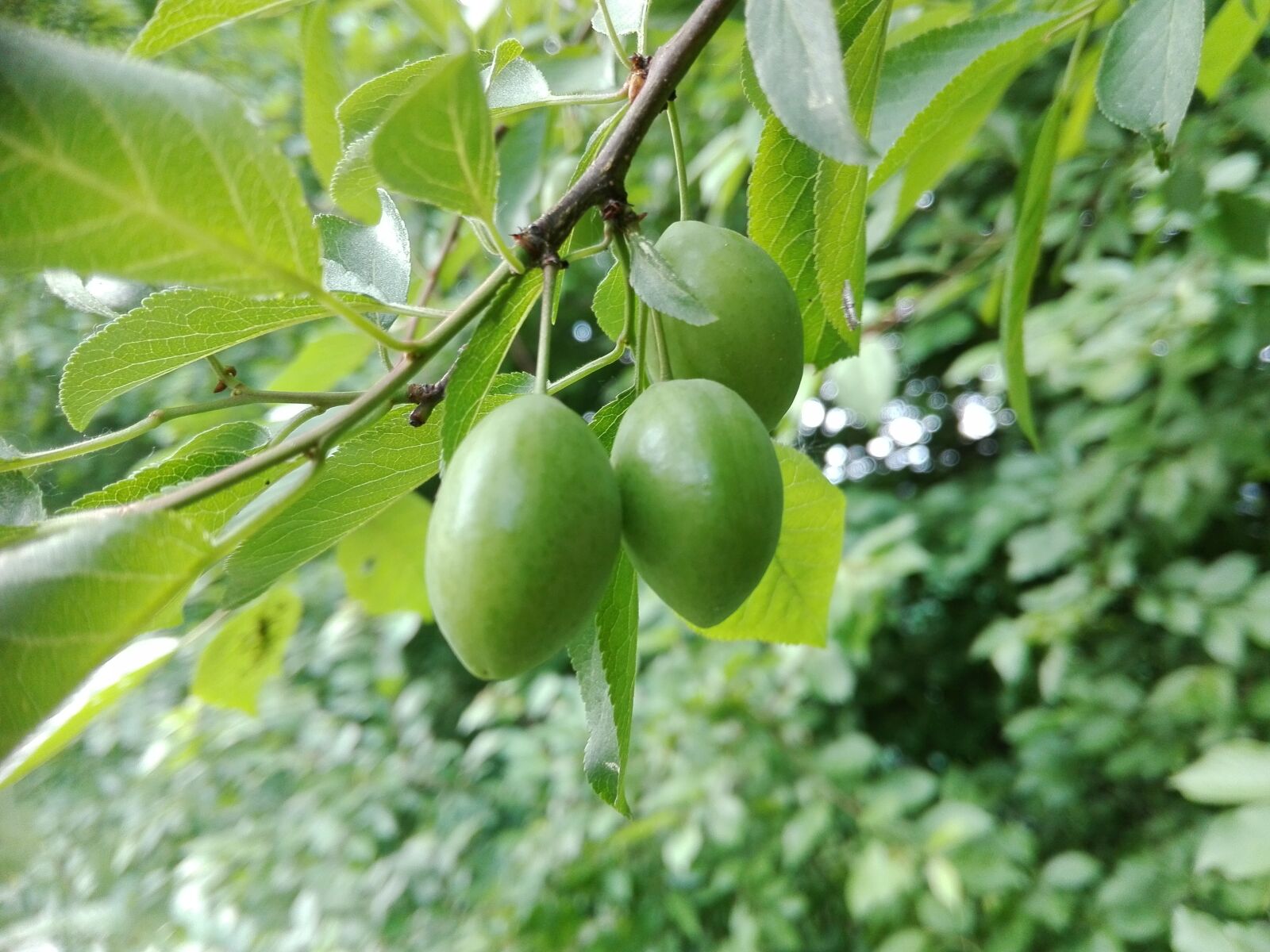 HUAWEI P8 Lite sample photo. Fruit, maturation, nature photography