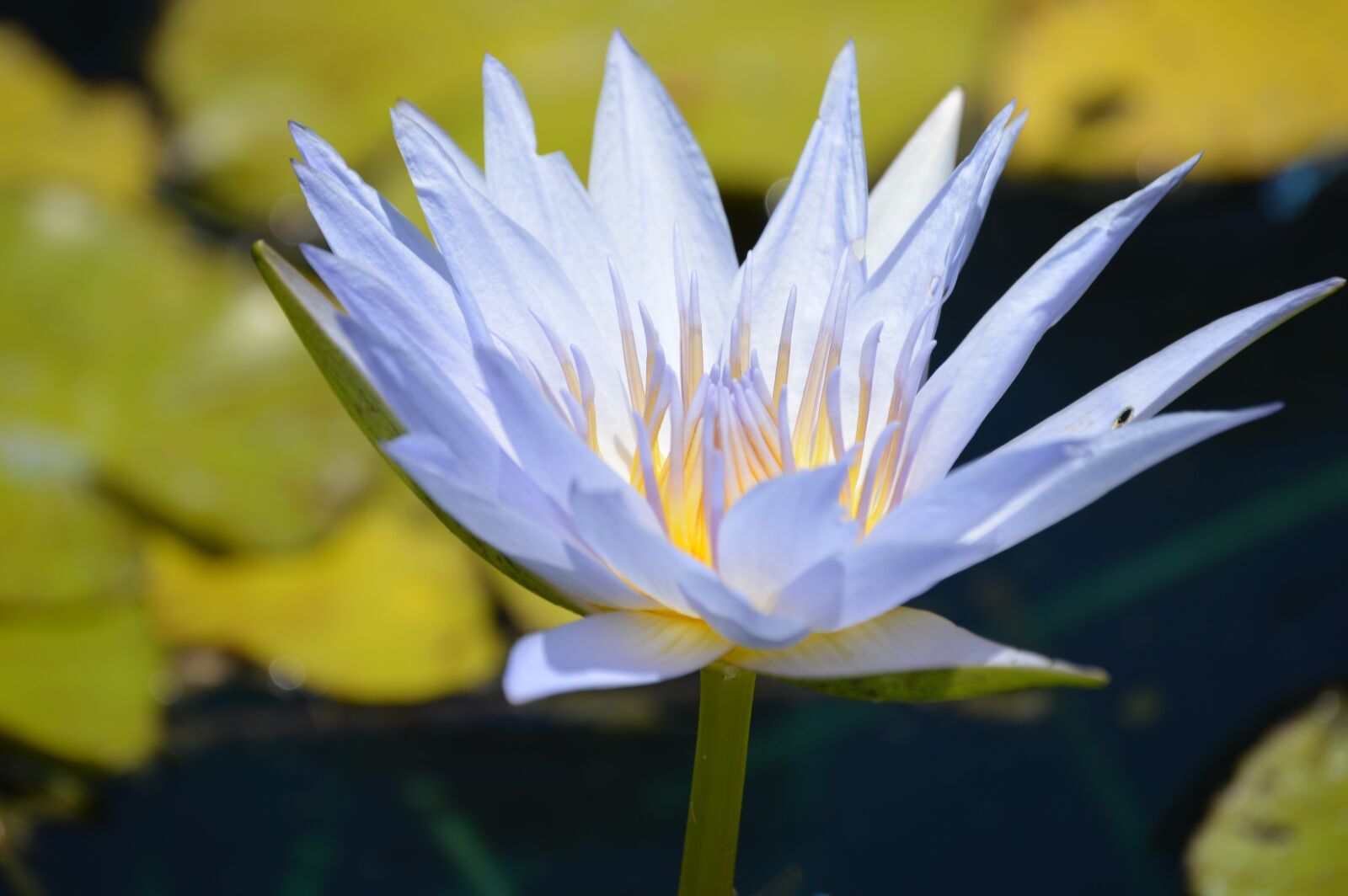 Nikon D3200 sample photo. Lily, water, blue photography