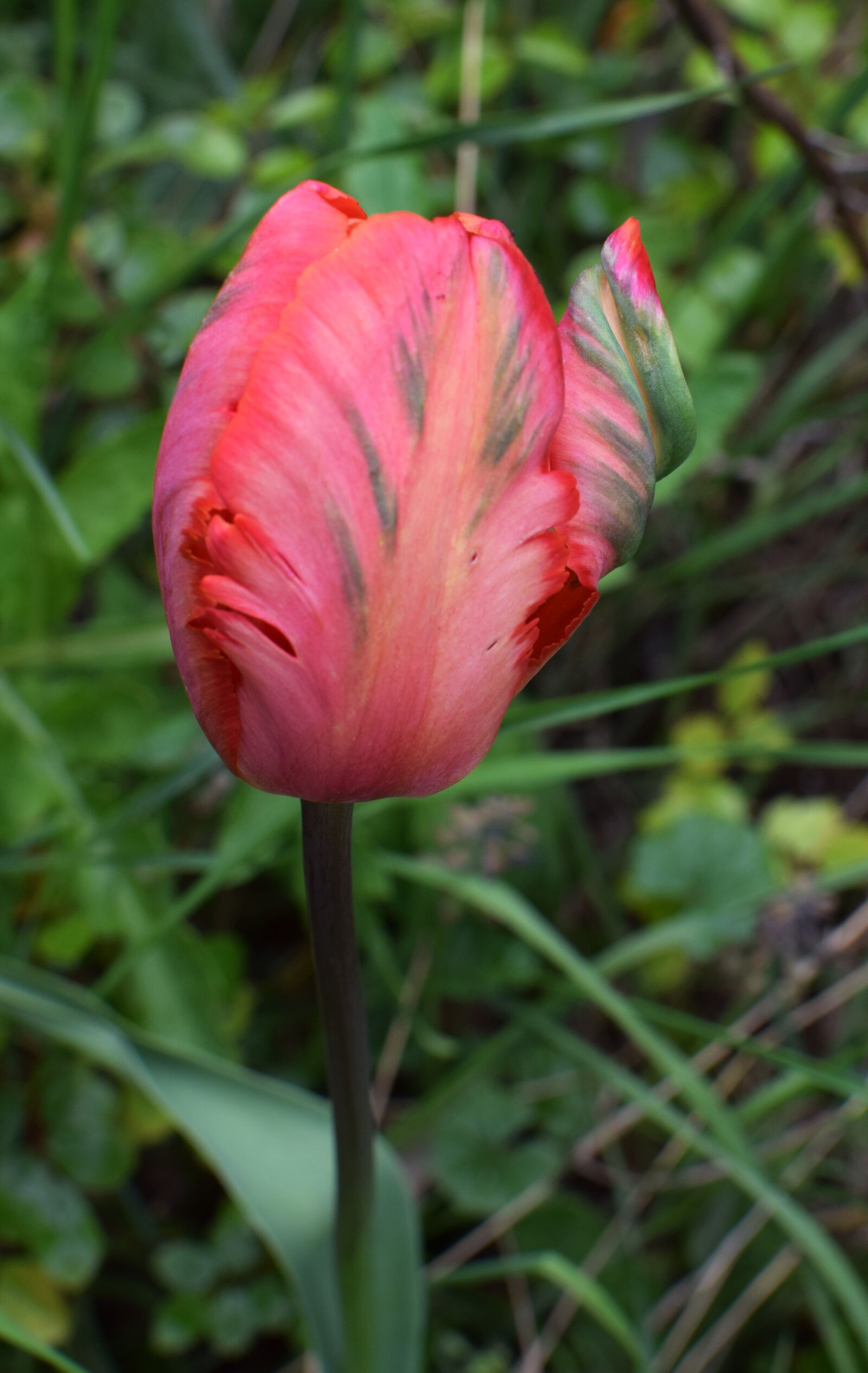 Nikon D5300 sample photo. Papegojtulpan, tulip, flower photography