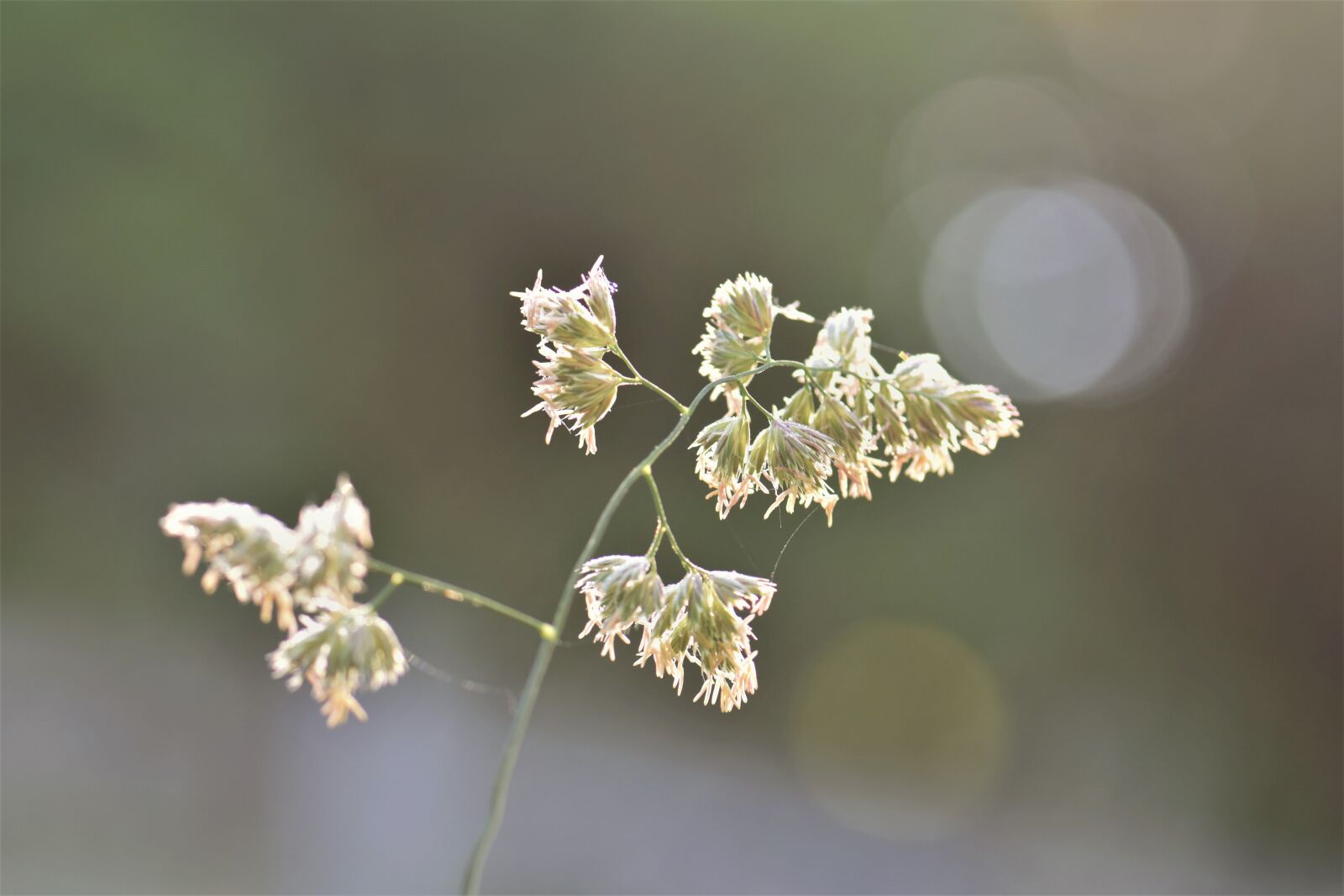 Nikon D5500 sample photo. Grass, meadow, green photography