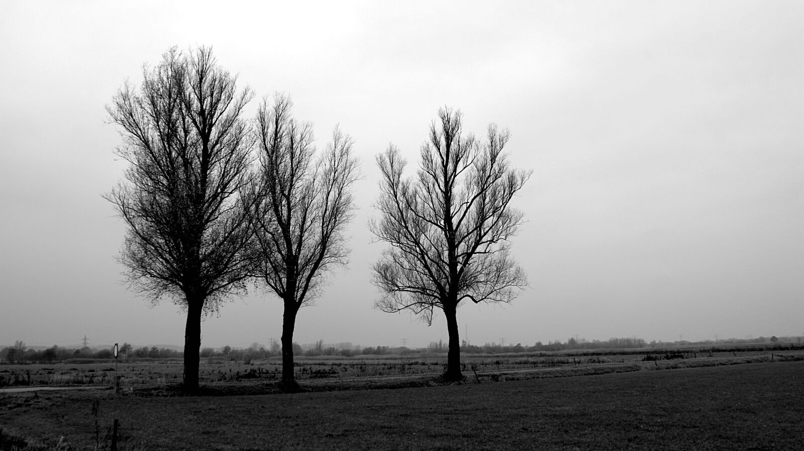 Sony Alpha DSLR-A350 sample photo. Black white, silhouette, trees photography