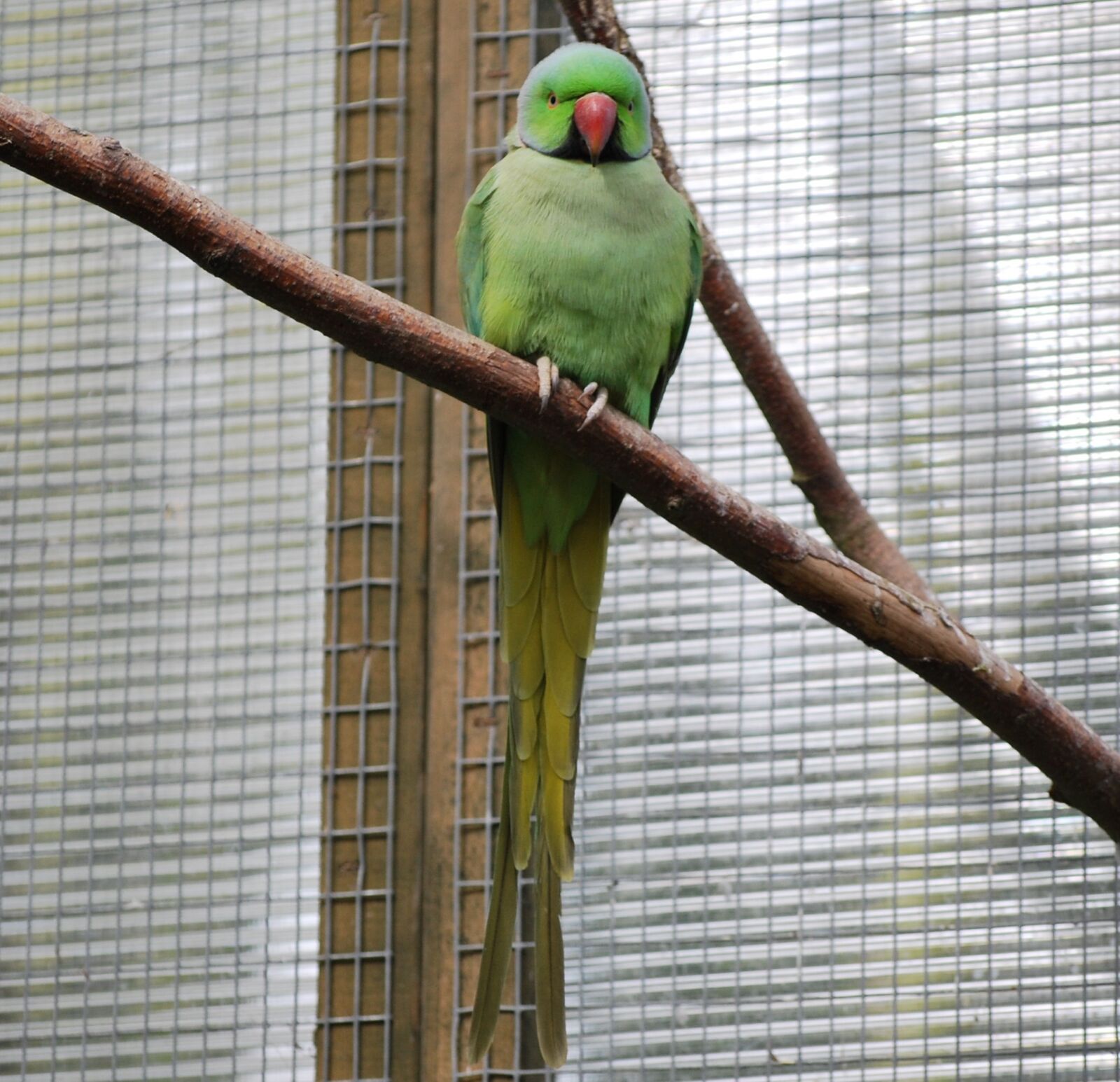 Nikon D60 sample photo. Bird, parrot, parakeet photography
