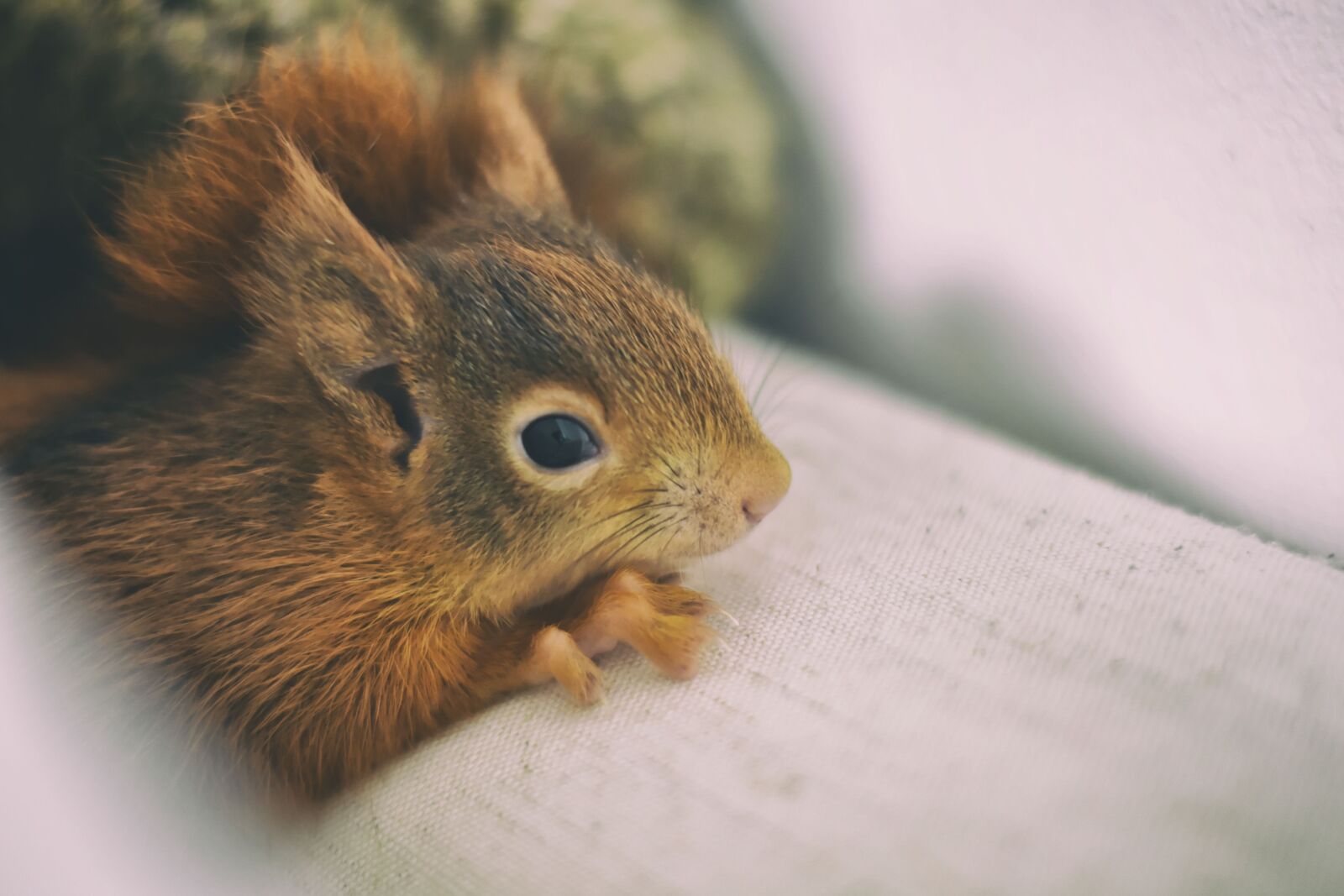 Nikon D7200 sample photo. Squirrel, young animal, small photography