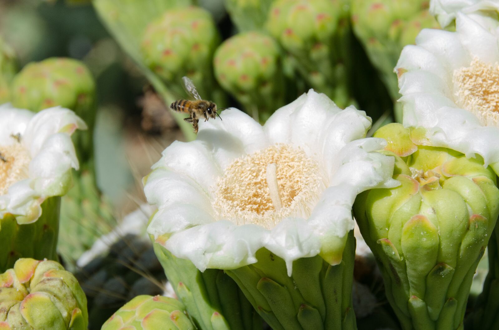Nikon D7000 sample photo. Saguaro, cactus, flower photography