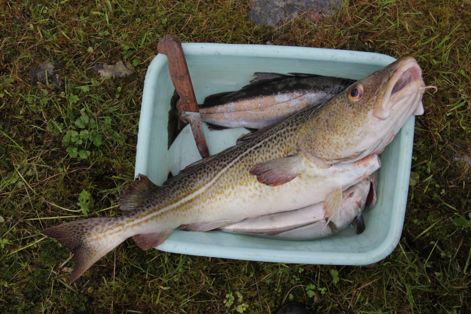 Canon EOS 60D sample photo. Fish, catch, cod photography