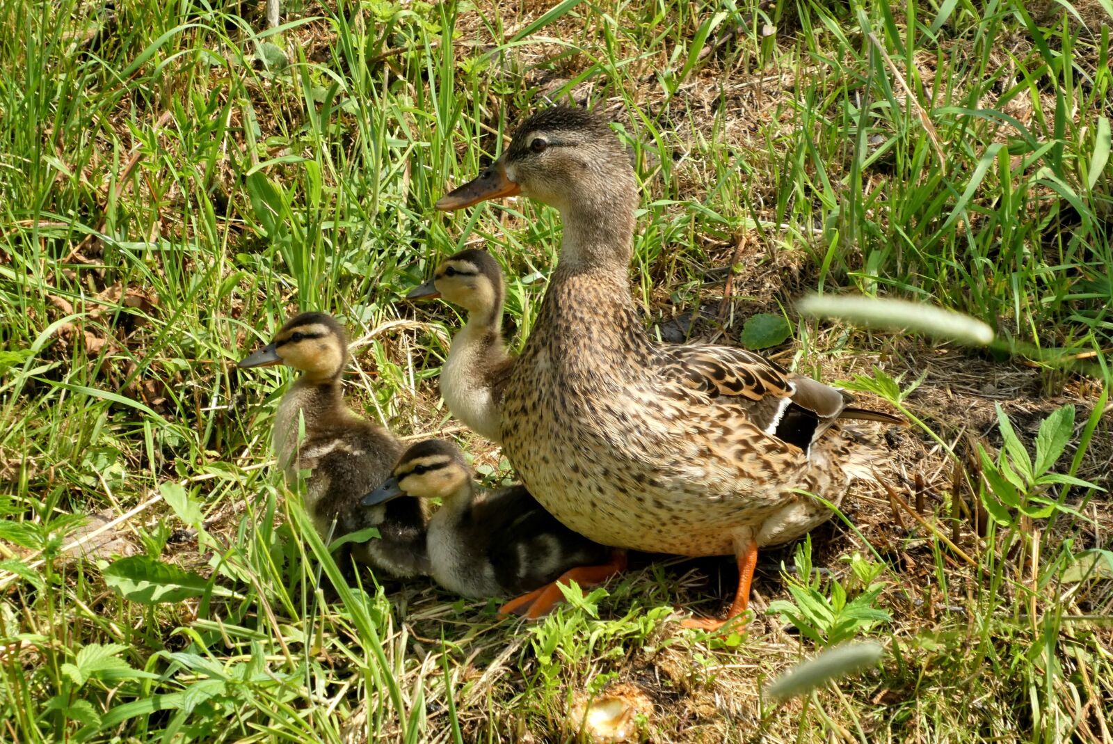 Panasonic Lumix DC-ZS70 (Lumix DC-TZ90) sample photo. Duck boy, spring, nature photography