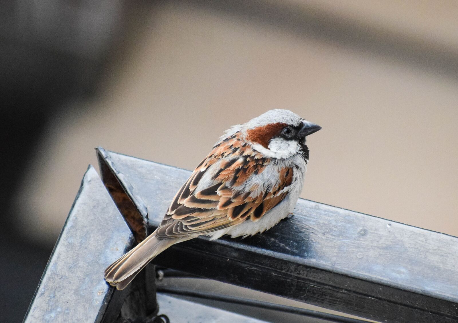Nikon D3300 sample photo. Sparrow, house sparrow, bird photography