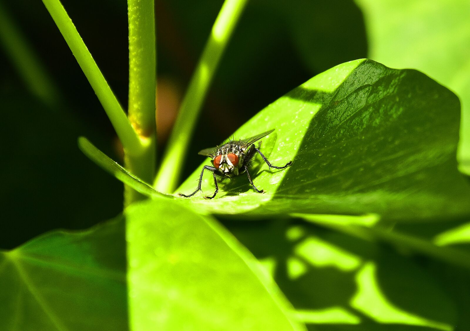Nikon D7200 sample photo. Insect, leaf, nature photography