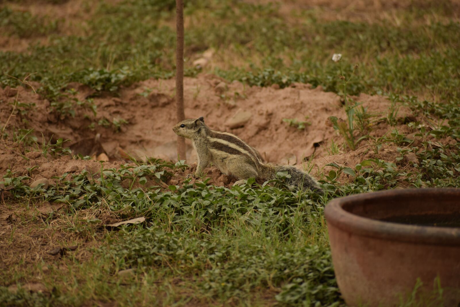 Nikon D5300 sample photo. Green, squirrel, sand photography