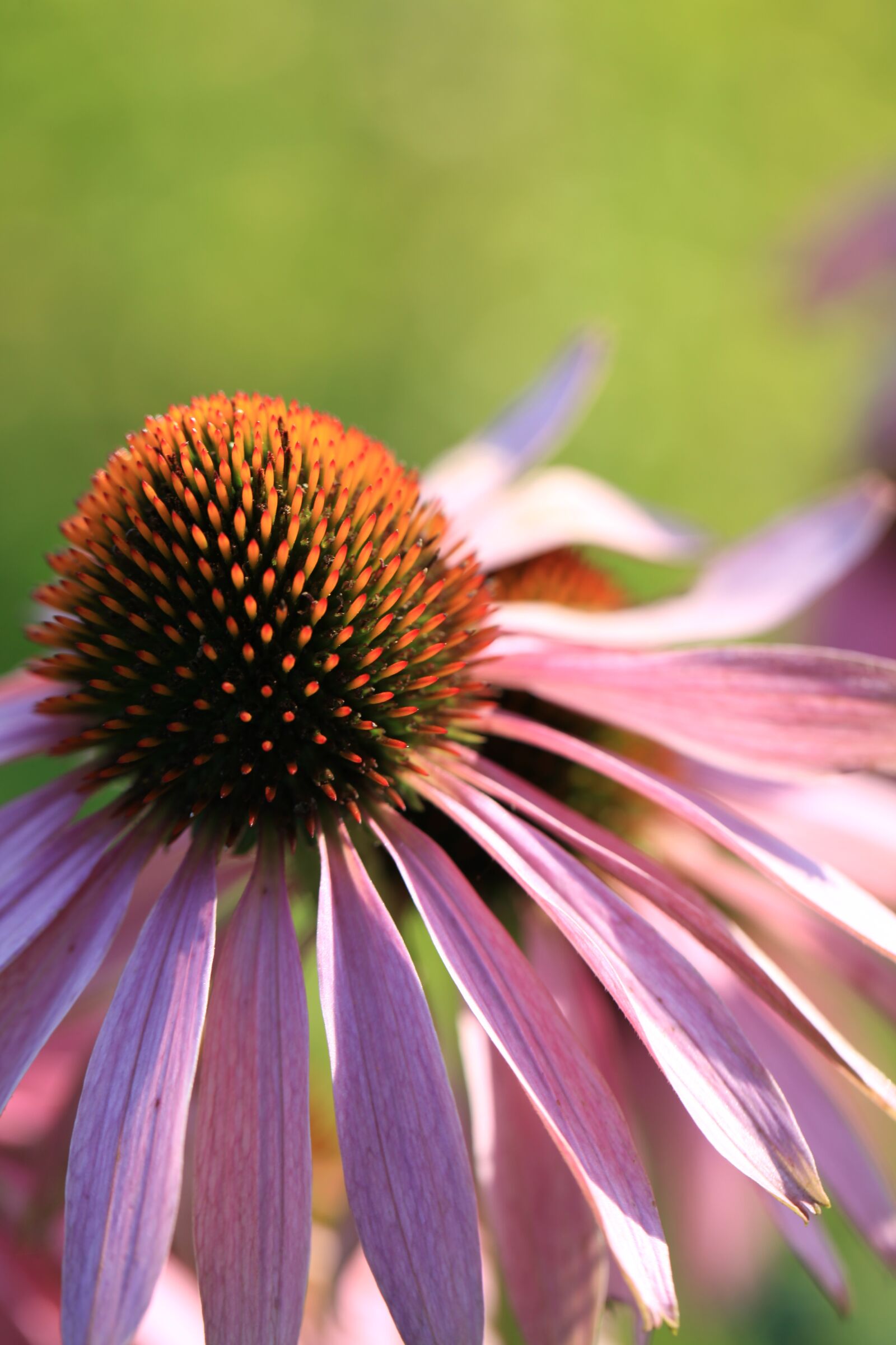 Canon EOS 5D Mark II sample photo. Purple coneflower, echinacea, flower photography