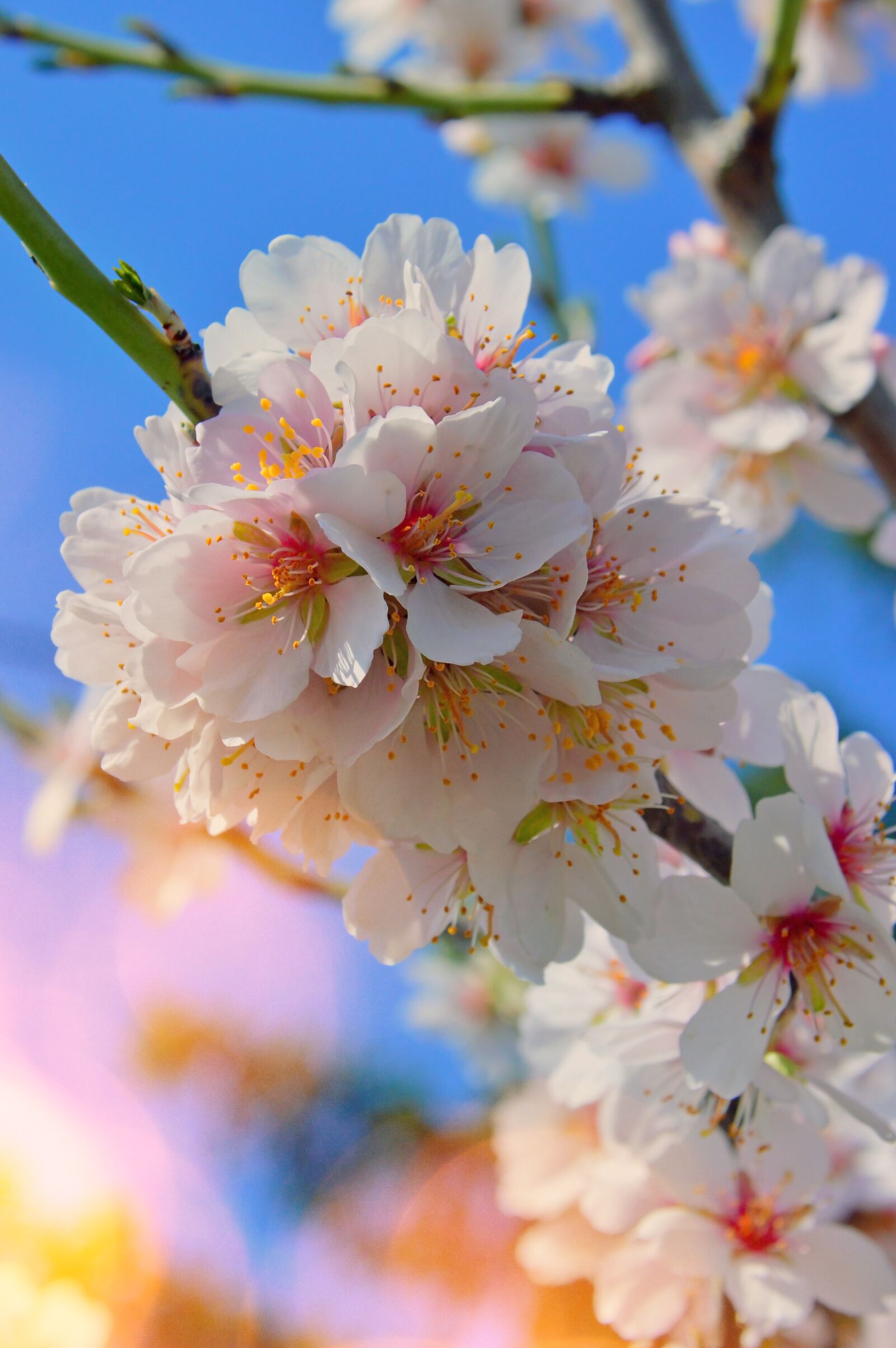 Nikon D3200 sample photo. Flower, cherry, plant photography
