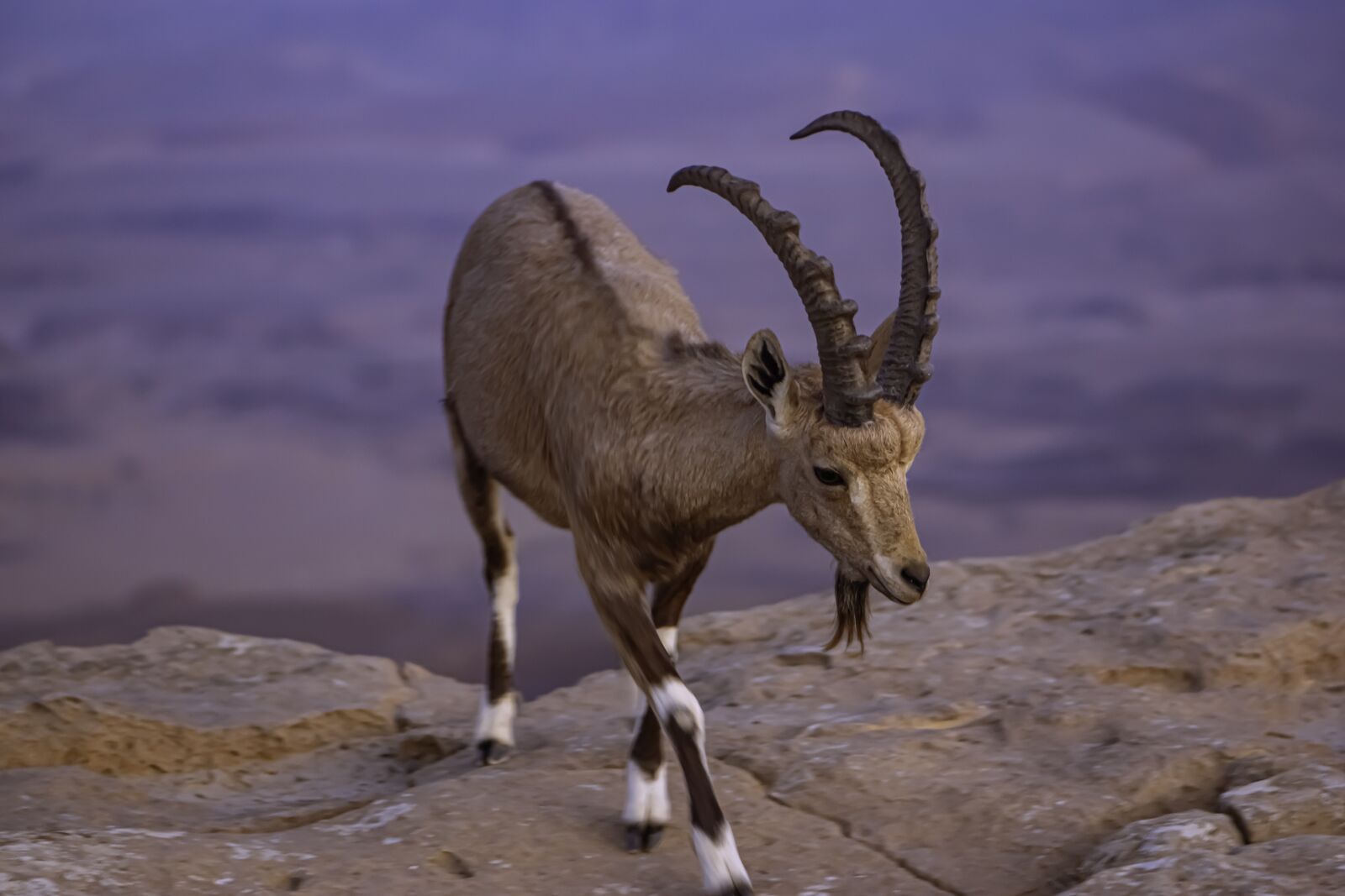 Nikon D5600 sample photo. Animal, mitzpe ramon, goat photography