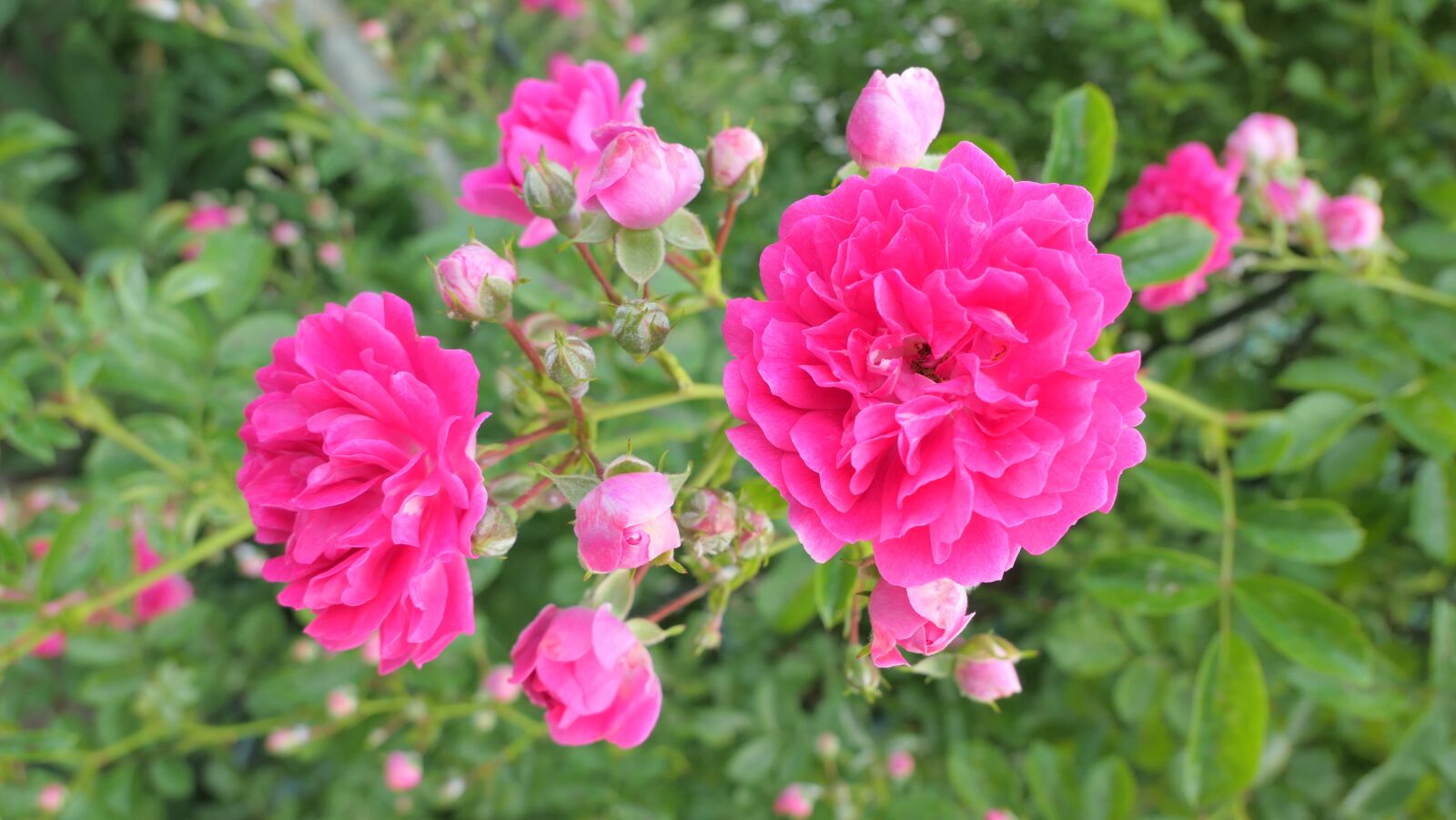Panasonic Lumix DMC-LX10 (Lumix DMC-LX15) sample photo. Rose, curly, flowers photography