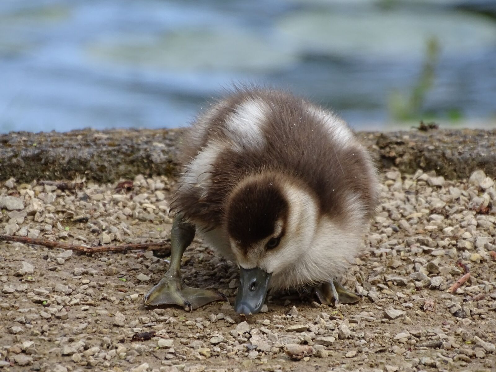 Sony Cyber-shot DSC-HX400V sample photo. Chicks, nature, close up photography