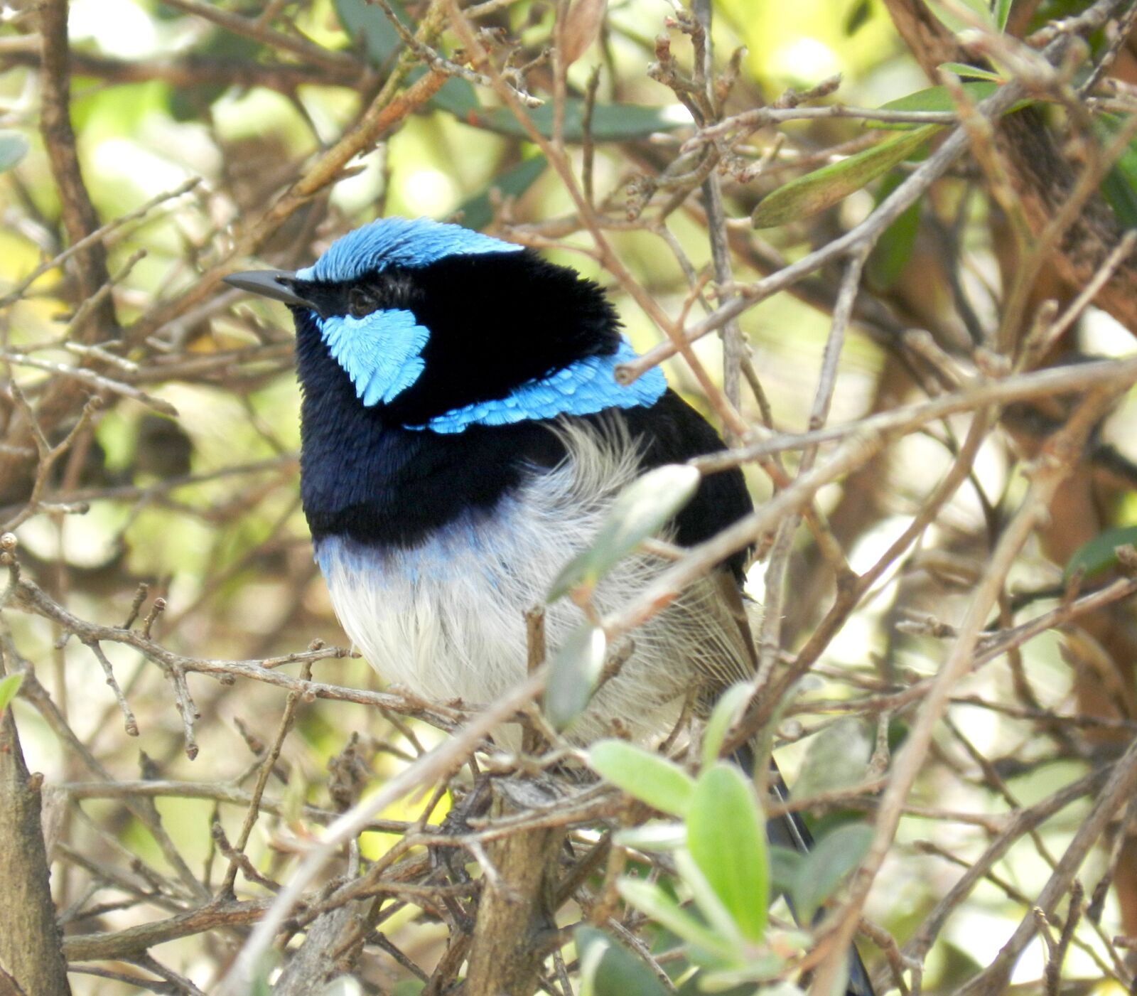 Nikon Coolpix P500 sample photo. Blue wren, australian birds photography