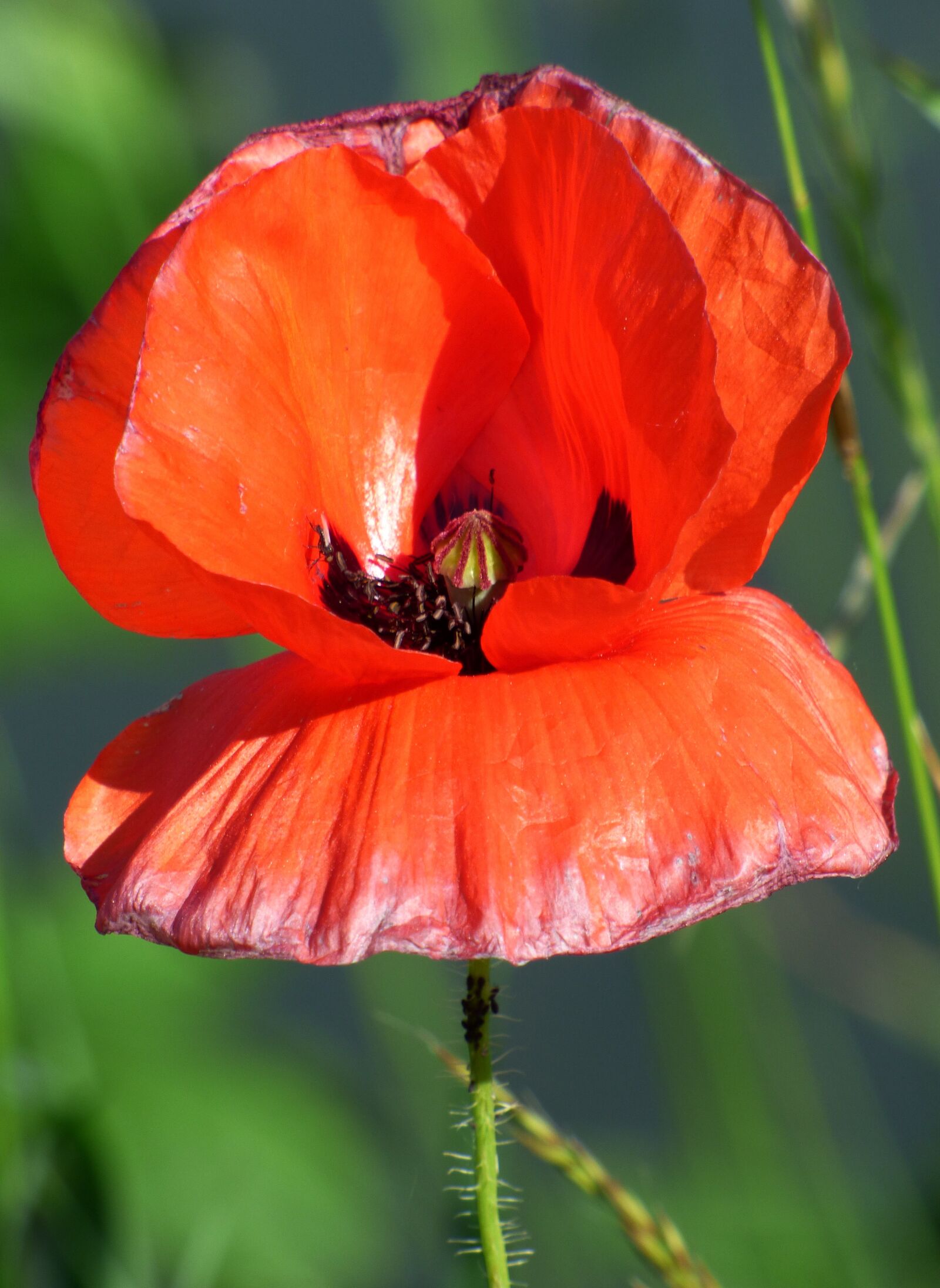 Panasonic DMC-FZ72 sample photo. Flower, poppy, red photography