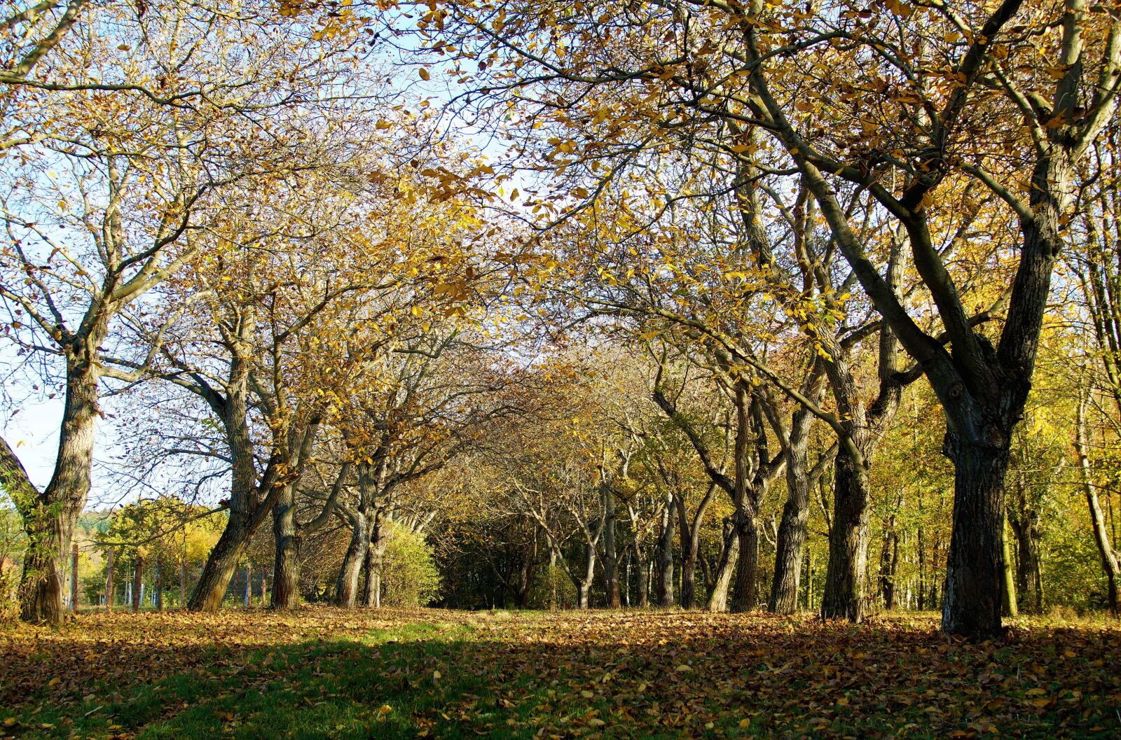 Sony SLT-A58 sample photo. Trees, deciduous, walnut trees photography