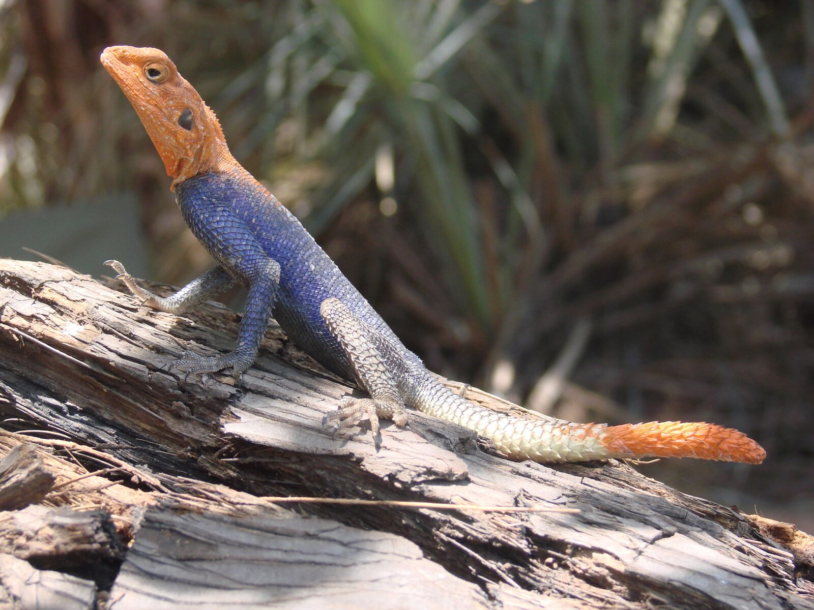Sony DSC-H5 sample photo. Lizard, blue, namibia photography