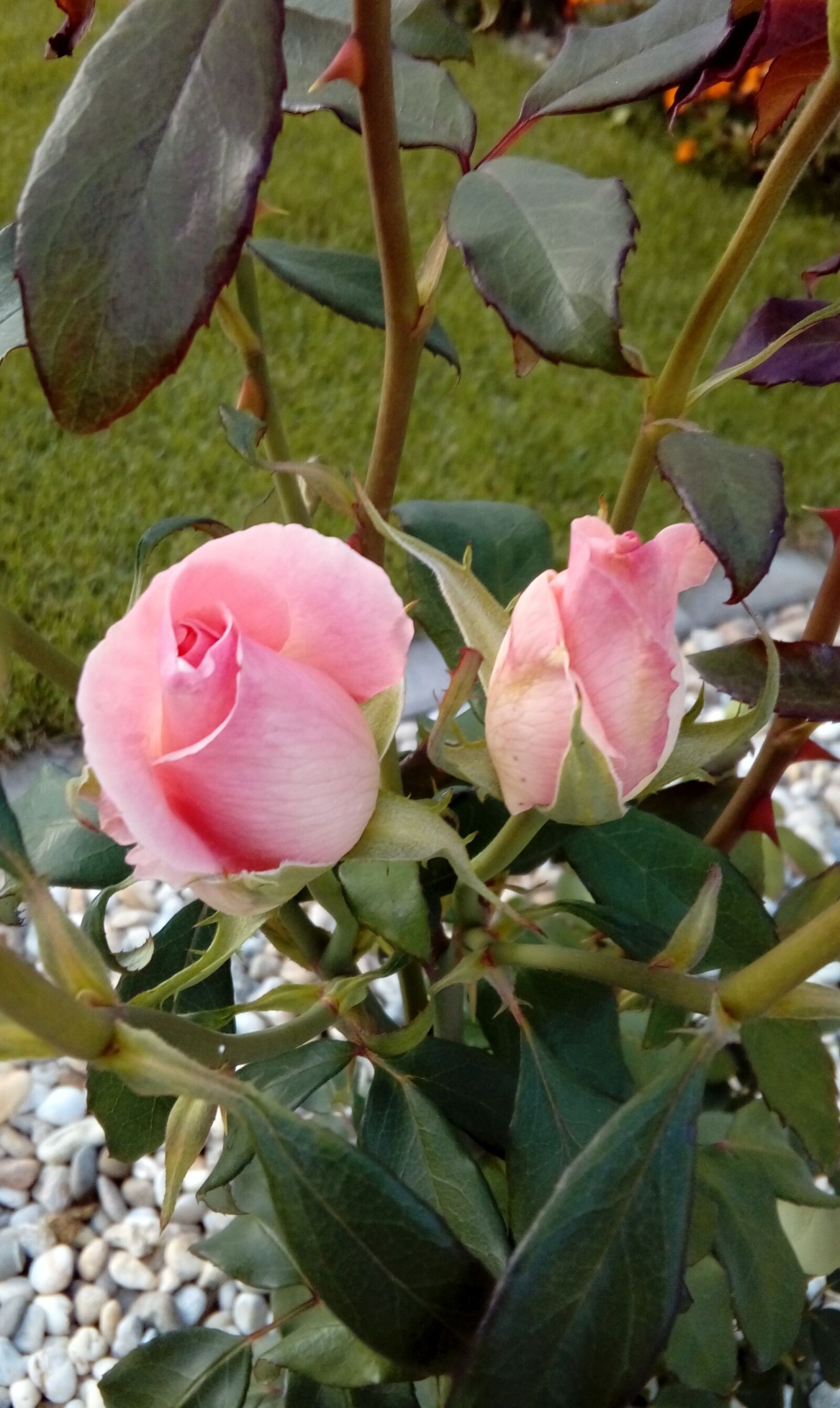 LG K350N sample photo. Roses, flowers, pink photography