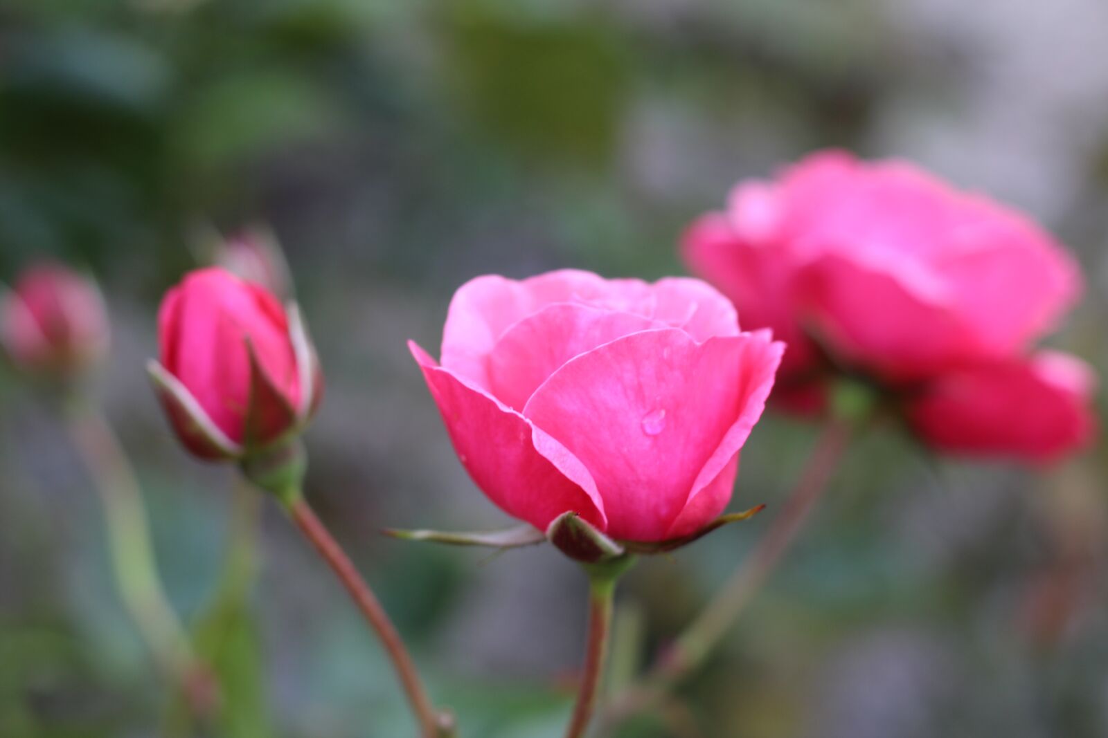 Canon EOS 1300D (EOS Rebel T6 / EOS Kiss X80) + Canon EF 50mm F1.8 STM sample photo. Roses, pink, garden photography