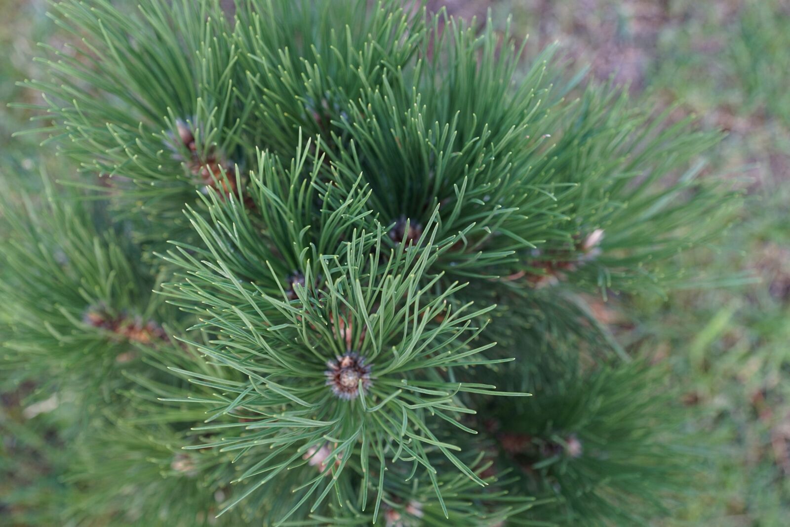 Sony DT 16-50mm F2.8 SSM sample photo. Spruce, green, nature photography