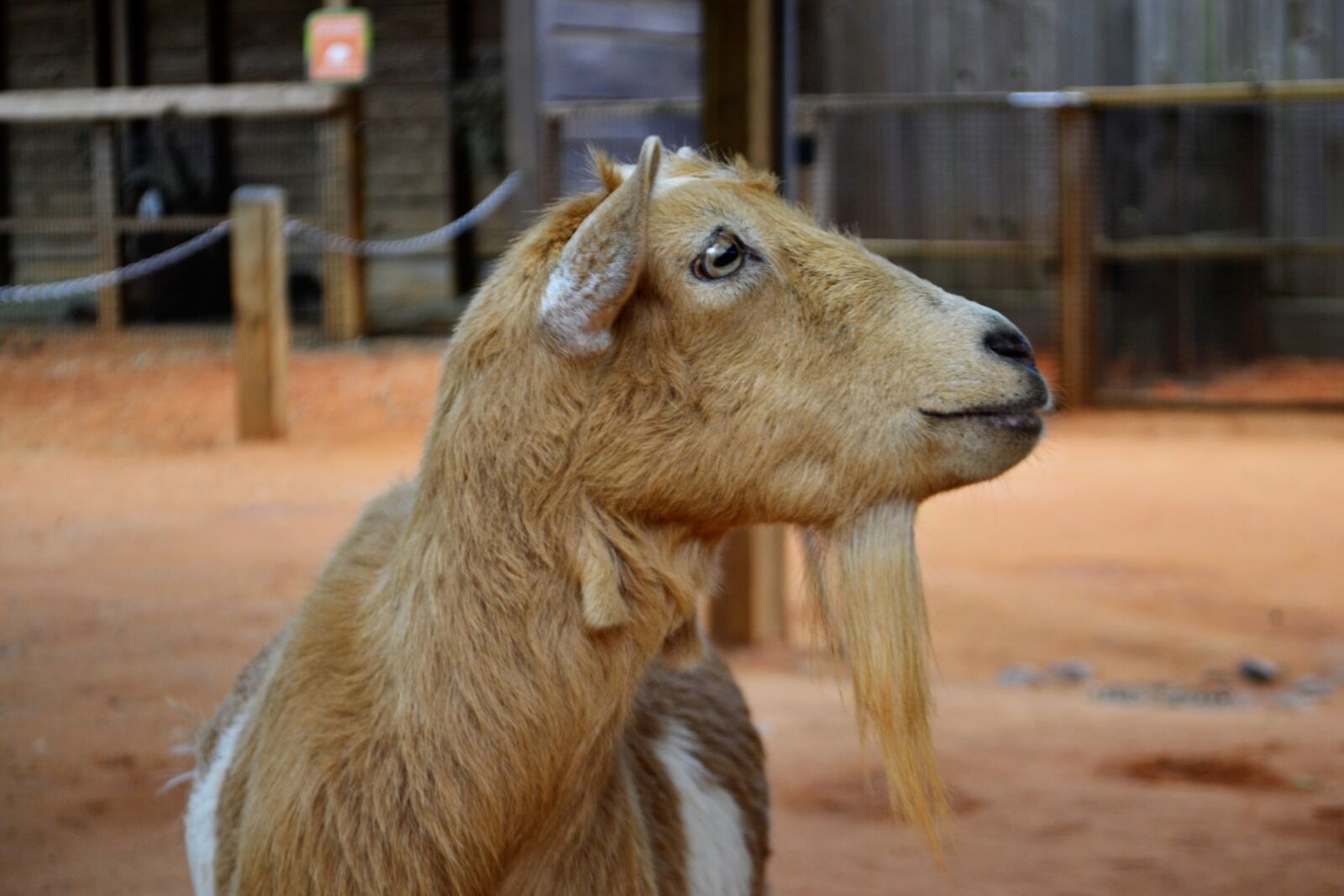 Nikon D3100 sample photo. Goat, animal, wild photography