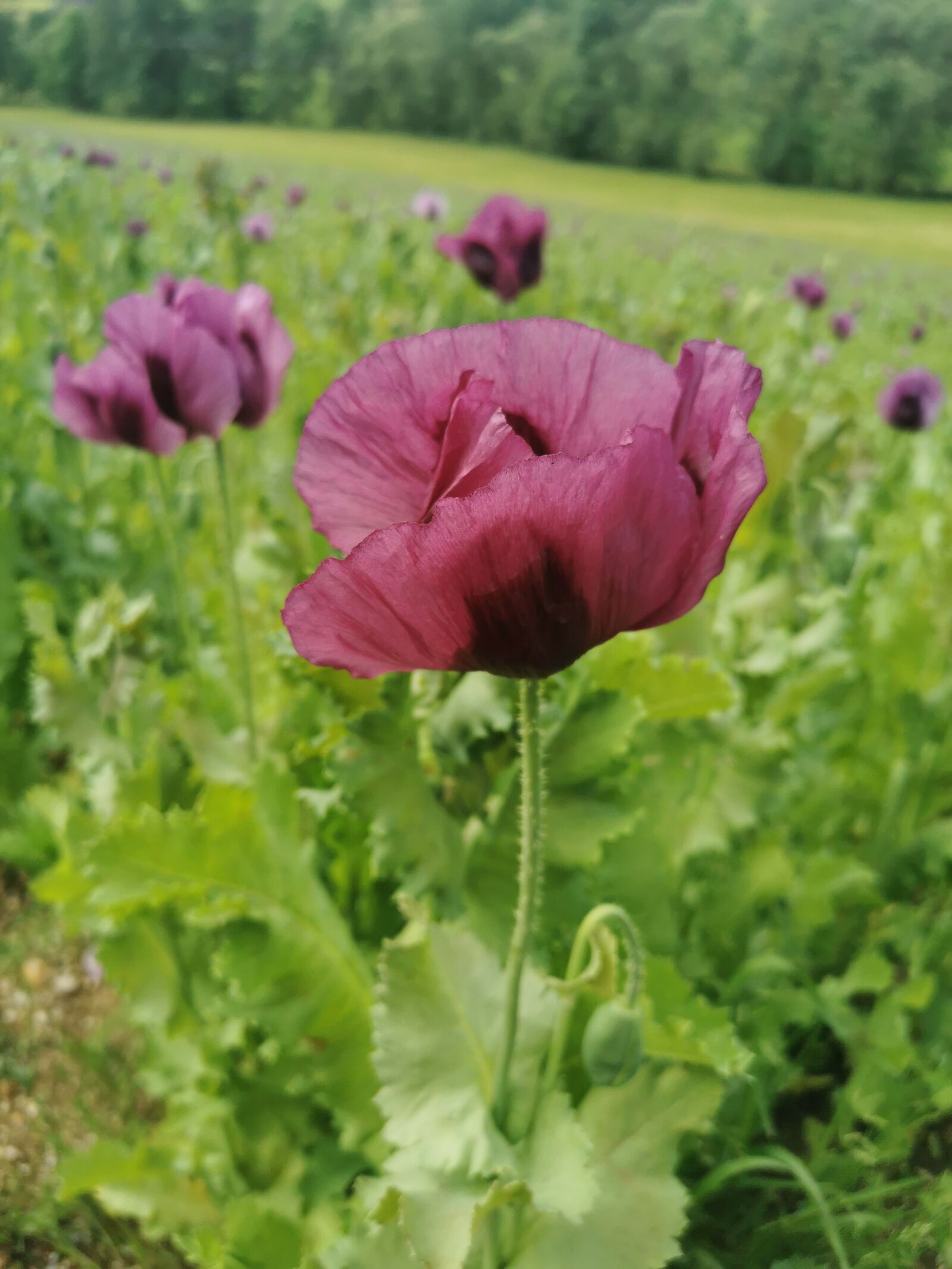 HUAWEI P30 sample photo. Poppy, field, klatschmohn photography
