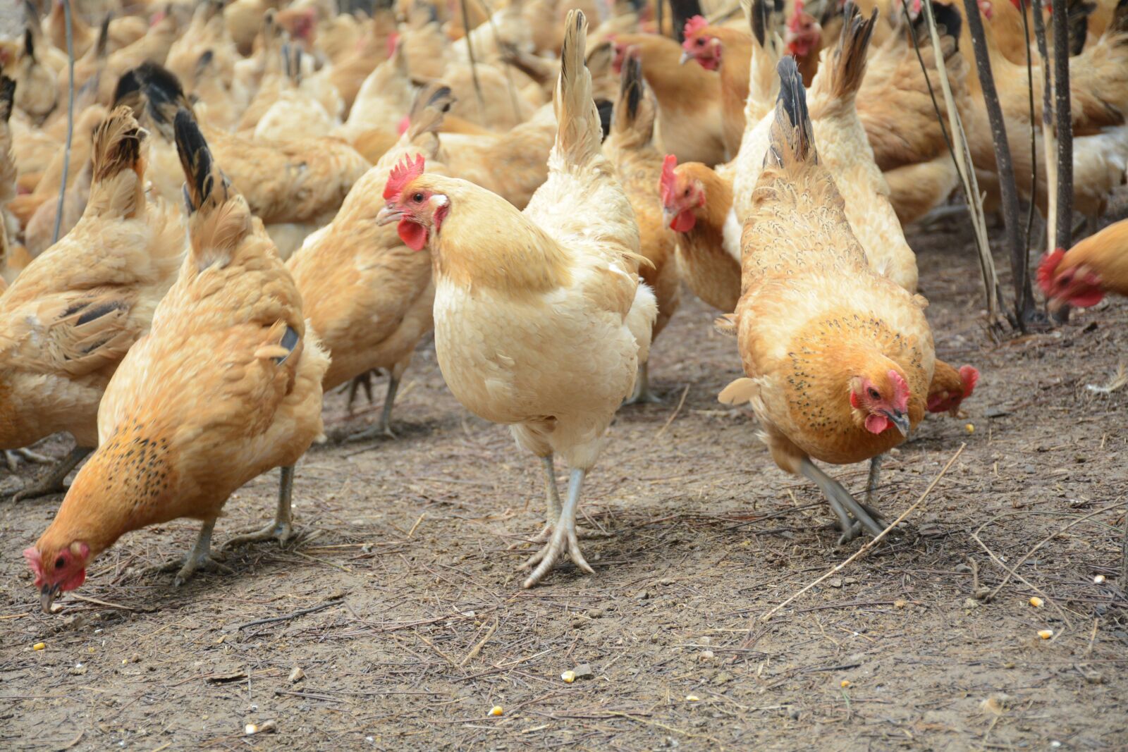 Nikon D7100 sample photo. Chicken, forest stocking photography